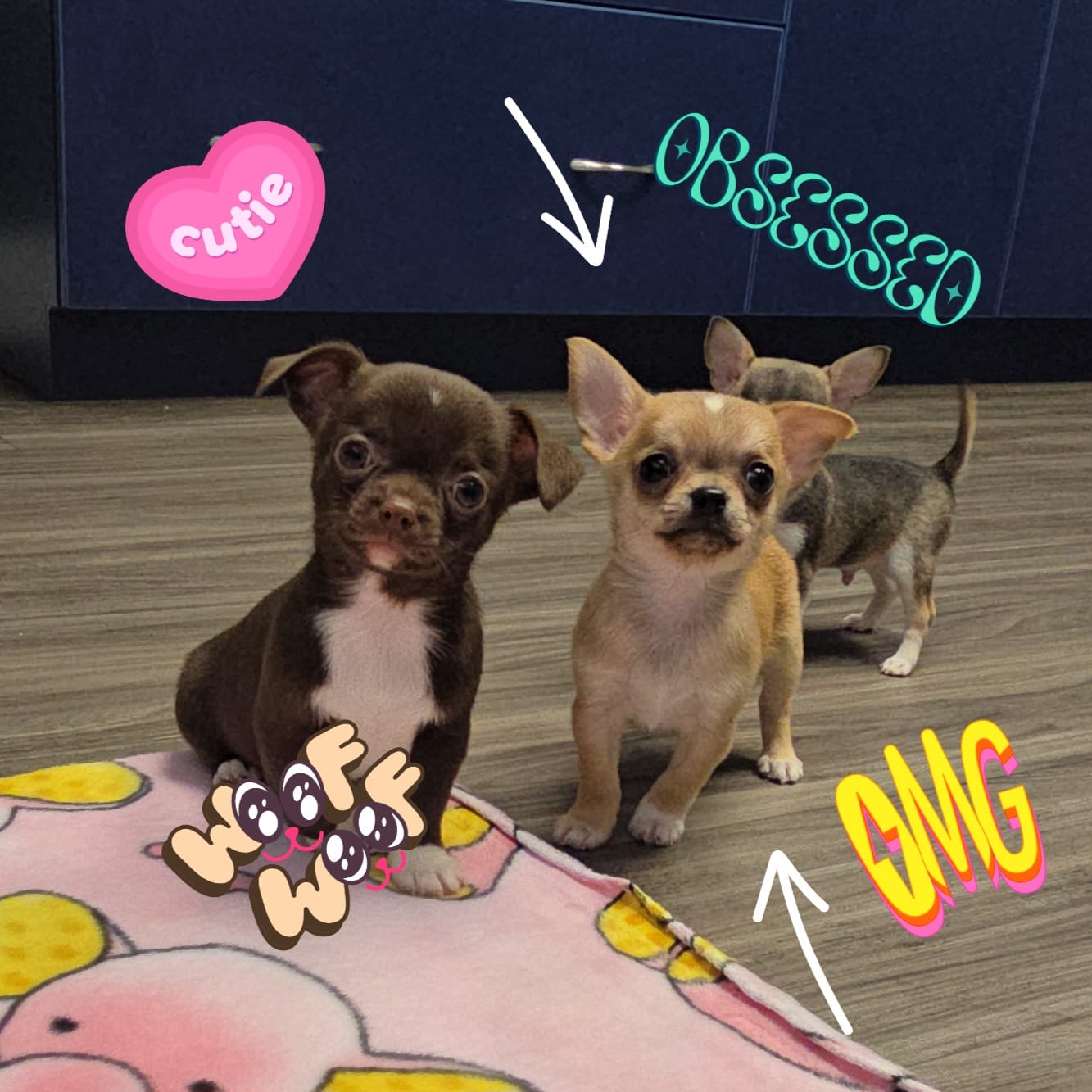 Sable m – Chihuahua puppy for sale in Buena, NJ