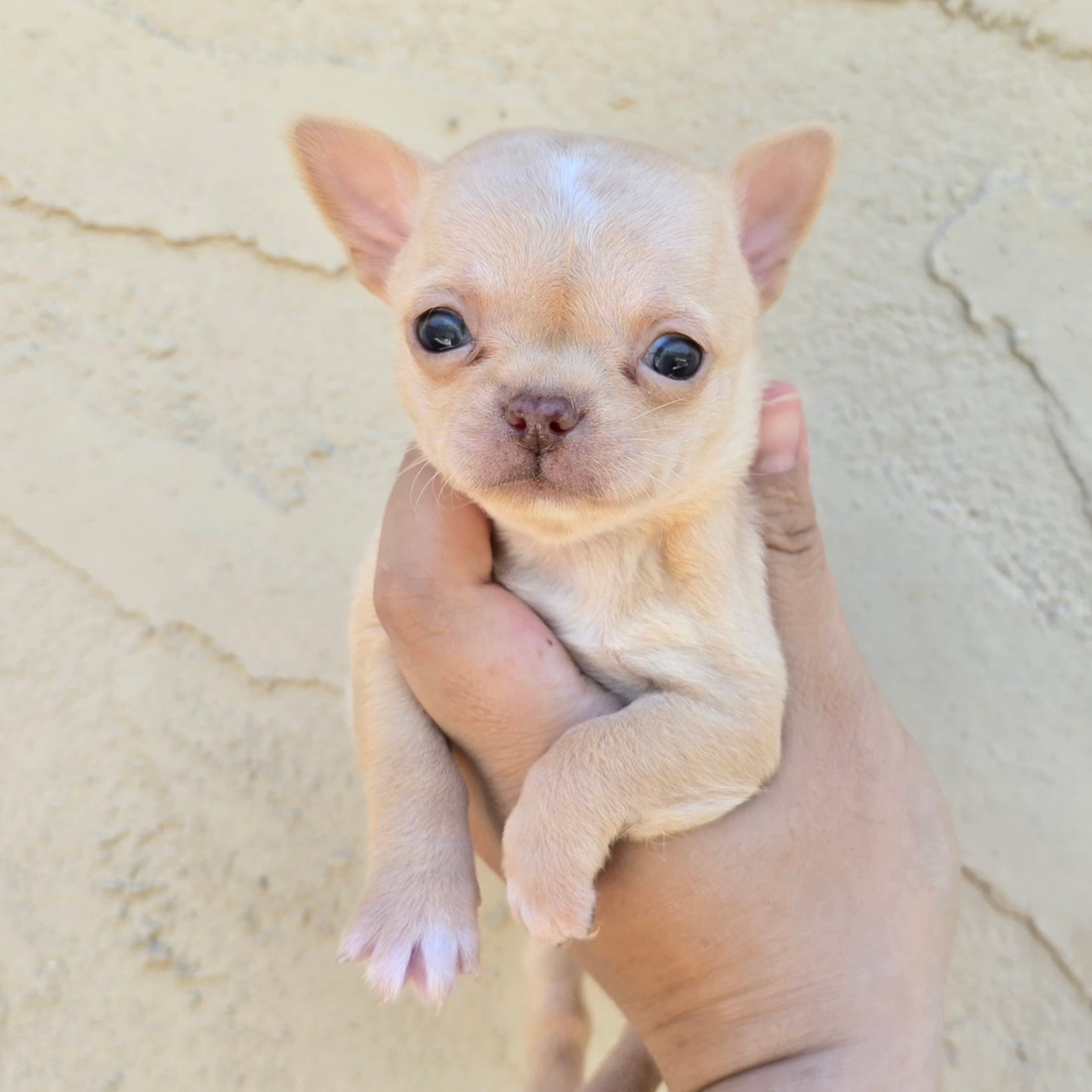 fawn – Chihuahua puppy for sale in Buena, NJ