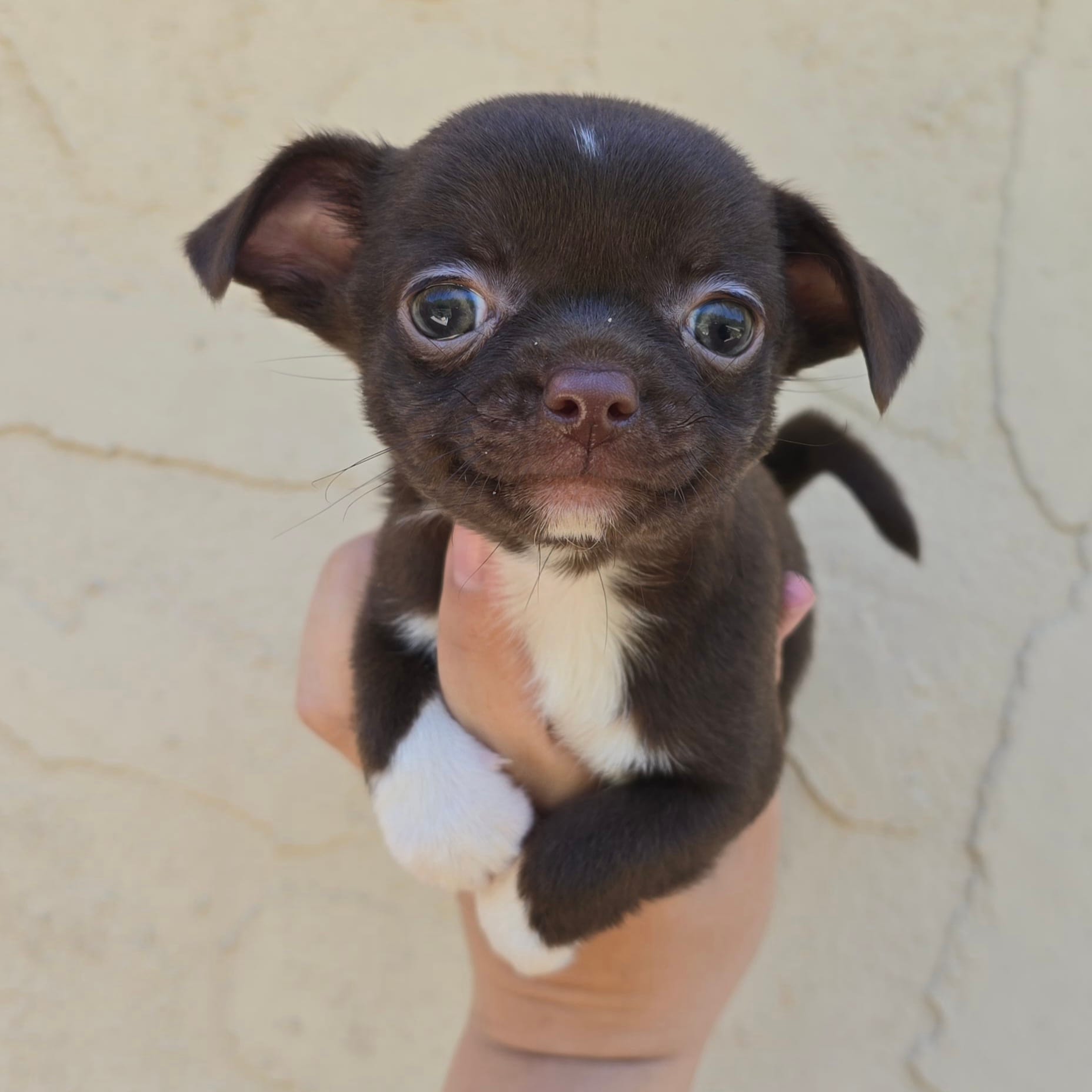 Choc m – Chihuahua puppy for sale in Buena, NJ