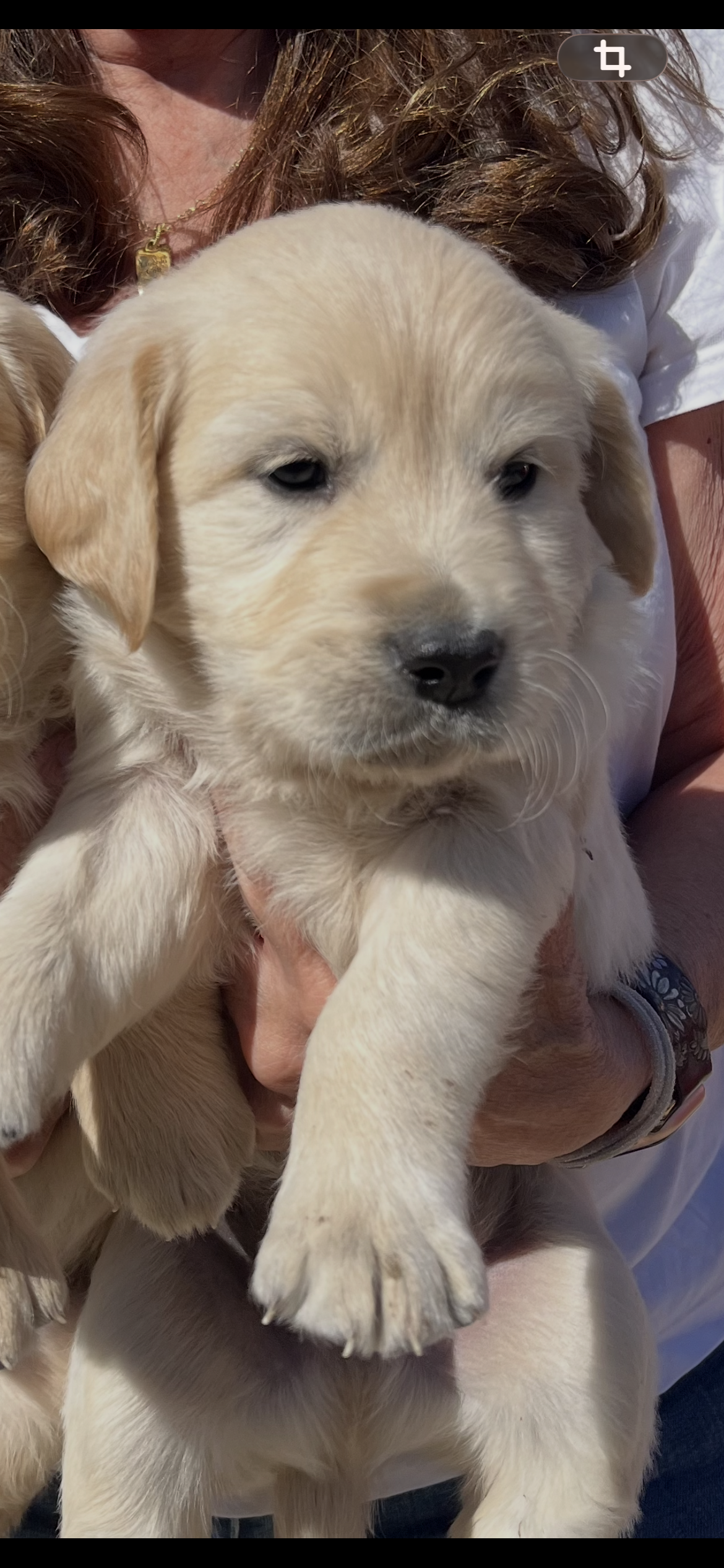 Black – Golden Retriever puppy for sale in Riverside, CA