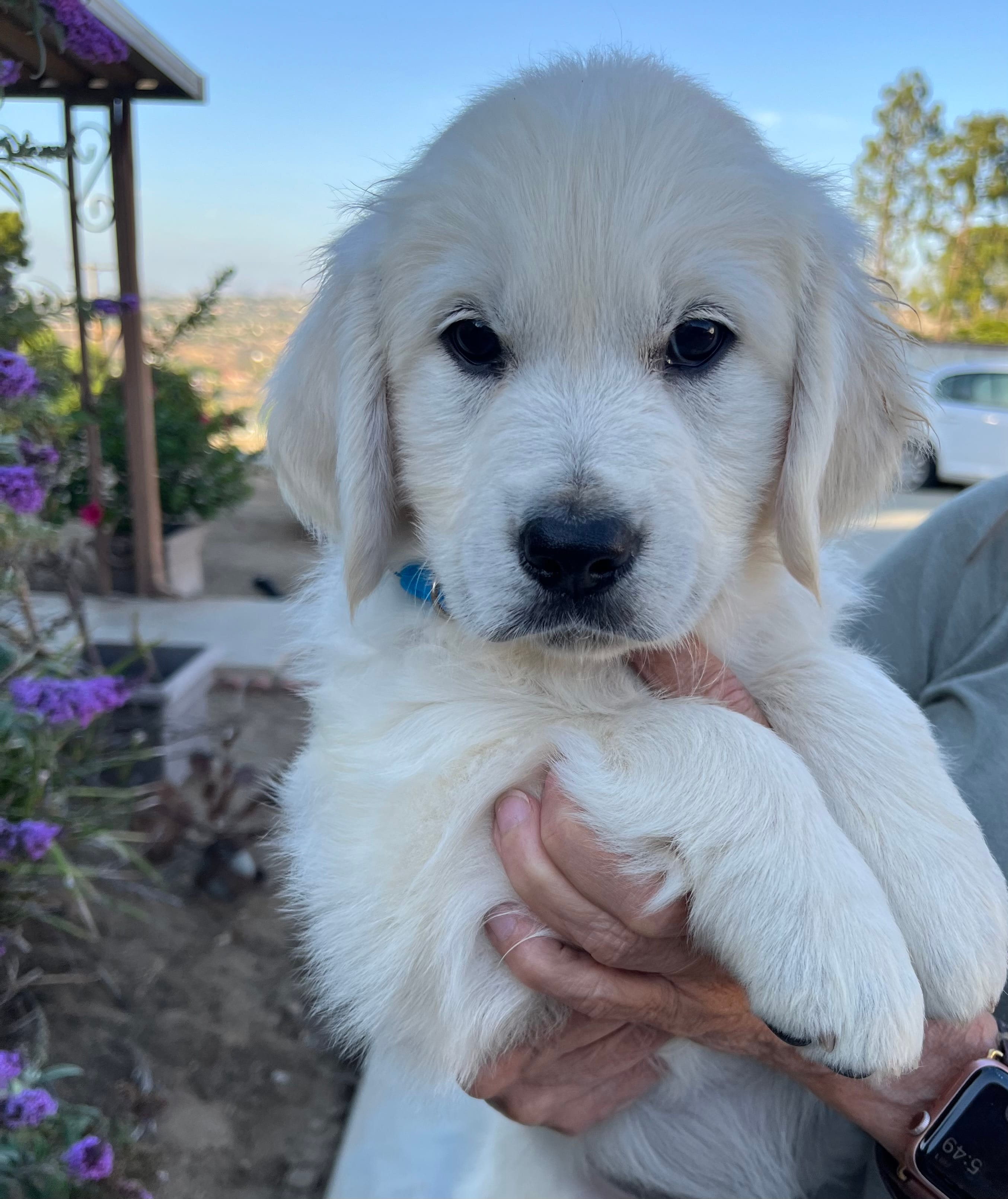 Molly  – Golden Retriever puppy for sale in Riverside, CA