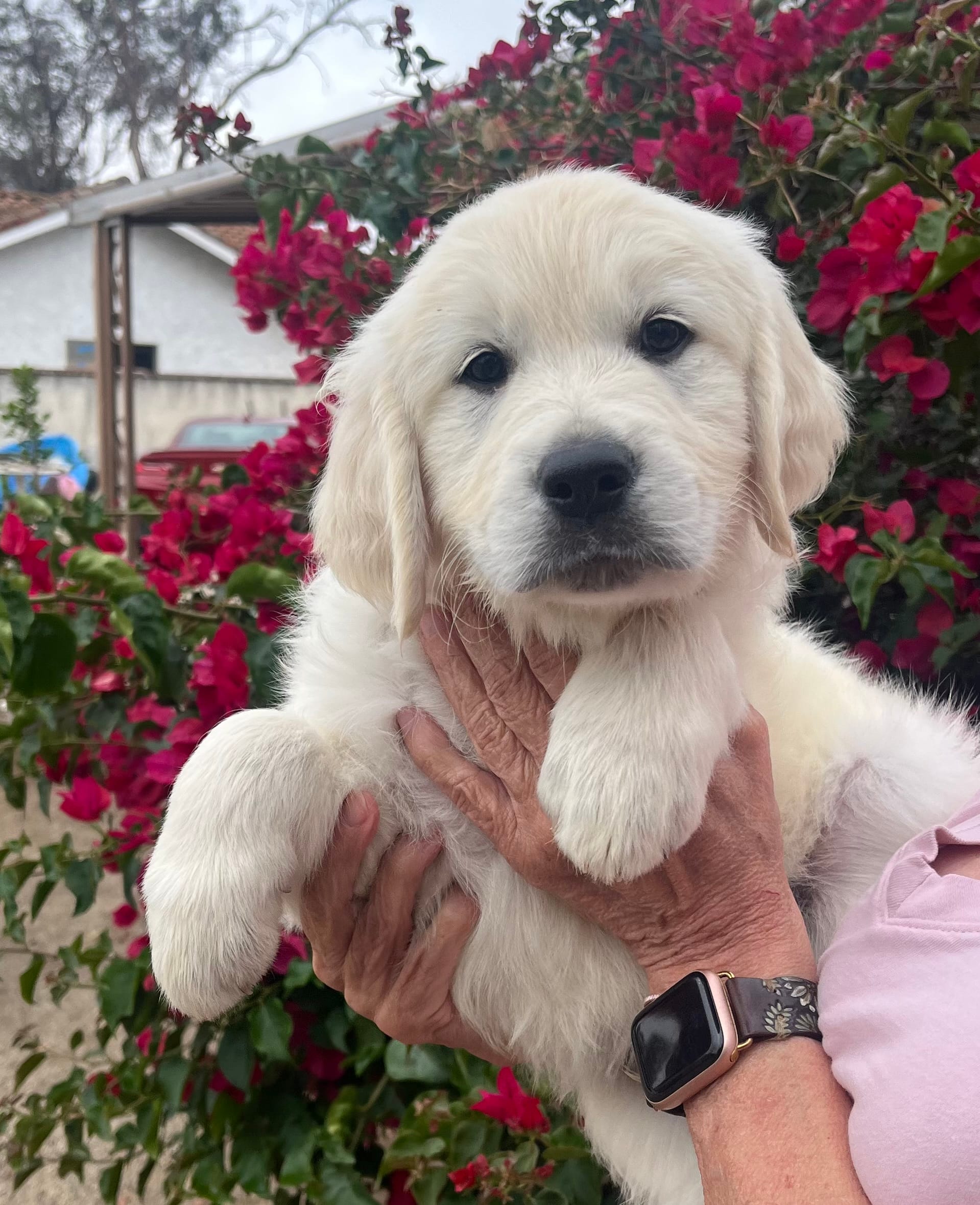 Yellow  – Golden Retriever puppy for sale in Riverside, CA