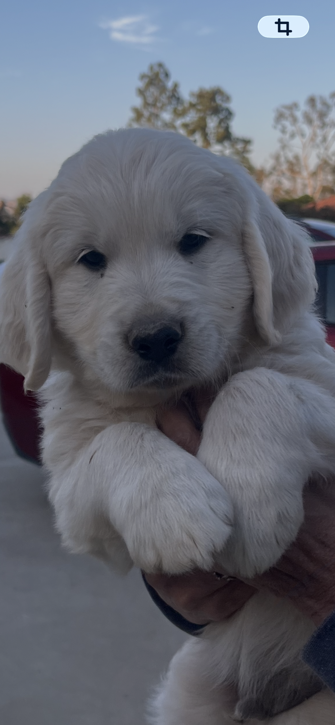Orange  – English Cream Golden Retriever puppy for sale in Riverside, CA