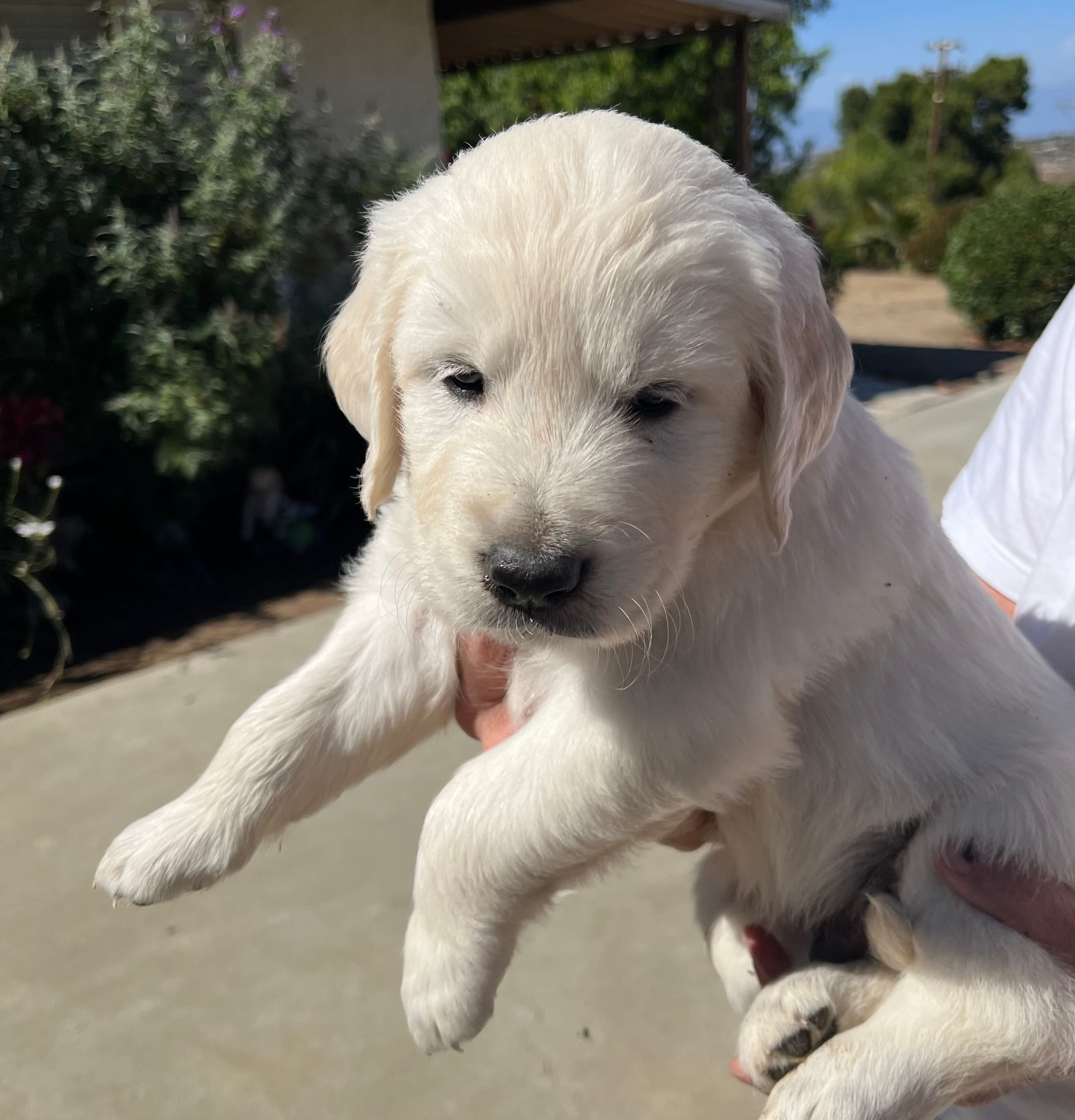 Orange  – English Cream Golden Retriever puppy for sale in Riverside, CA