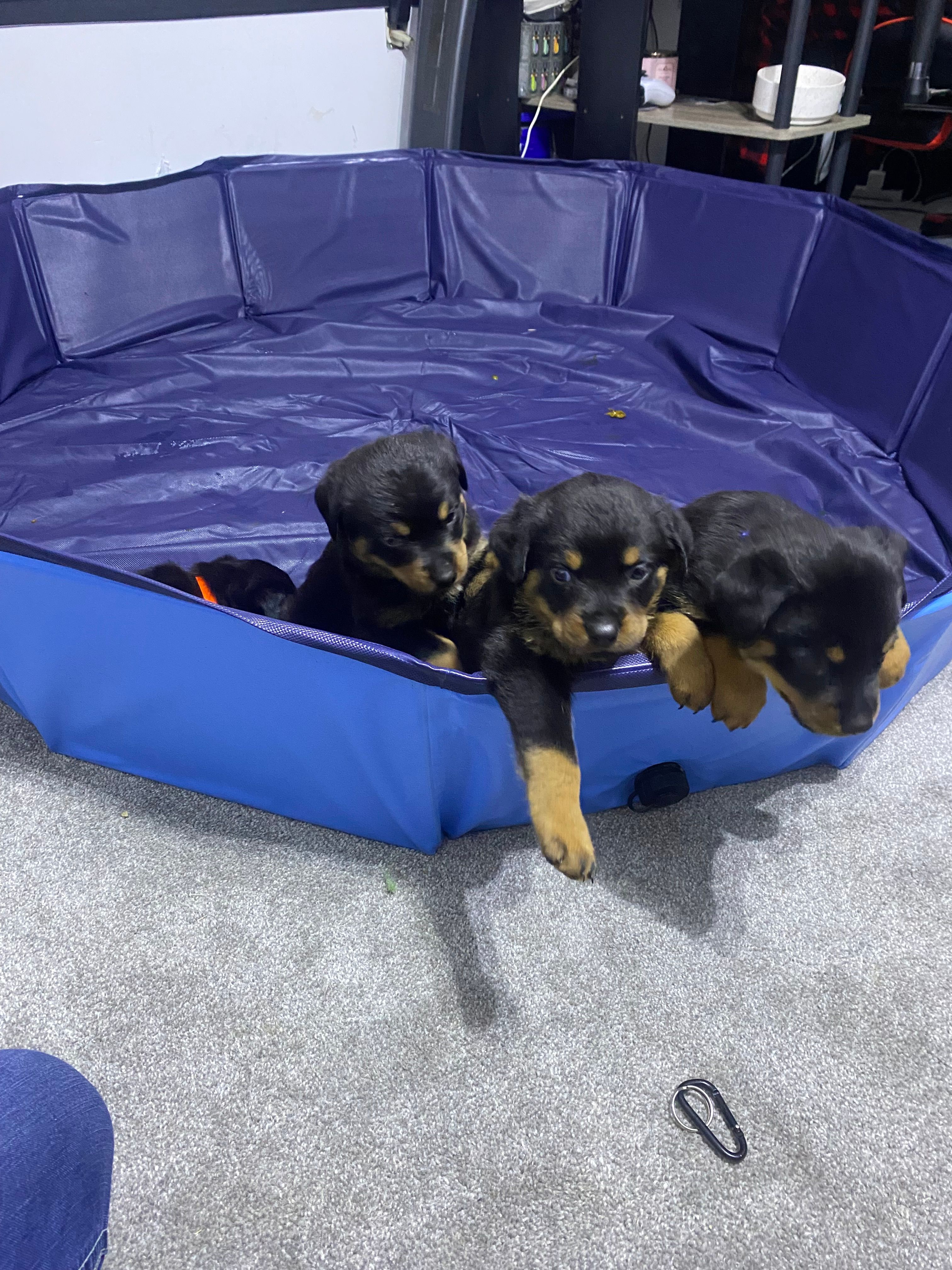 brutus – Rottweiler puppy for sale in Toms River, NJ