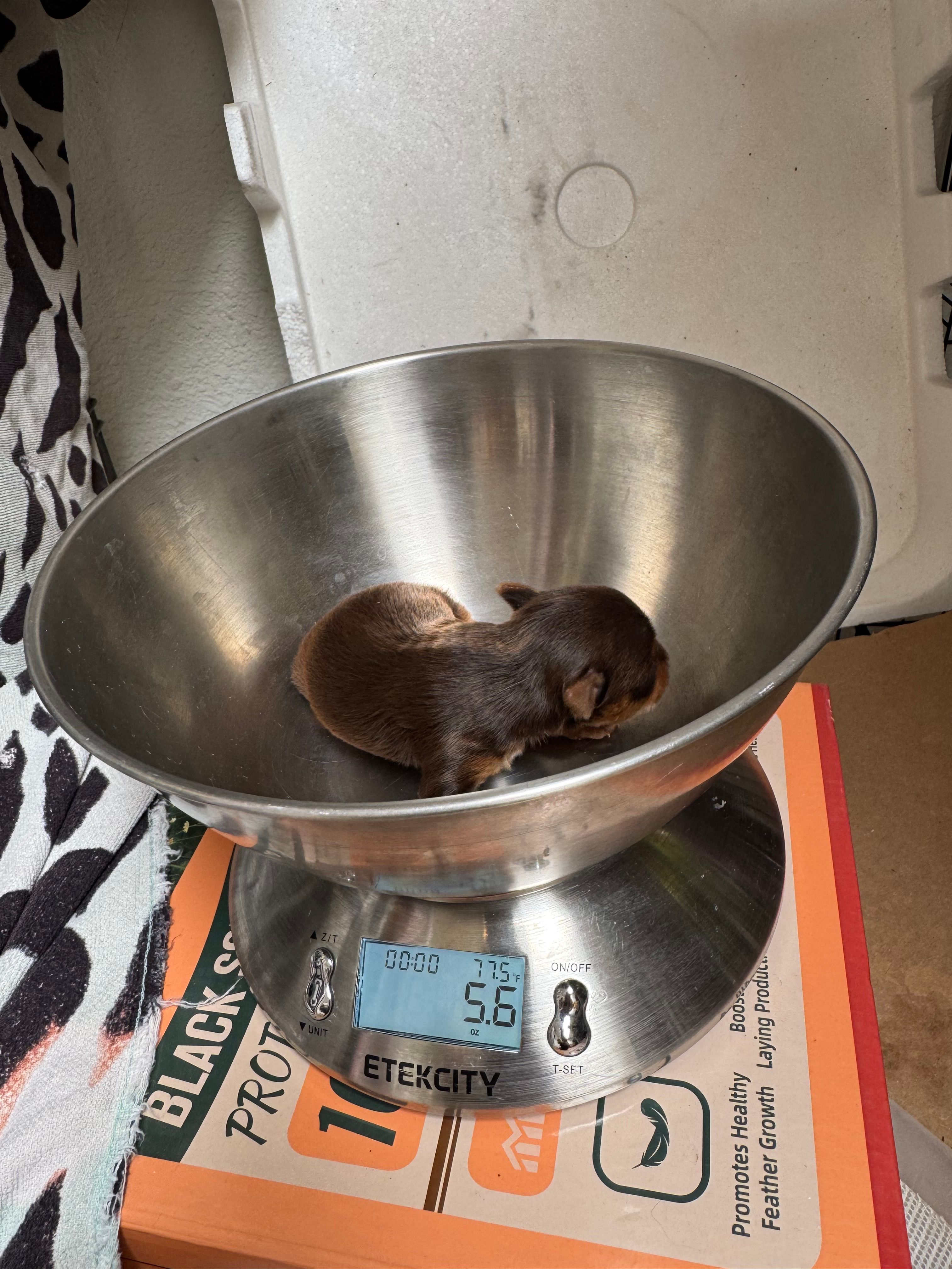 Ivys chocolate gal  – Yorkshire Terrier puppy for sale in Roseville, CA