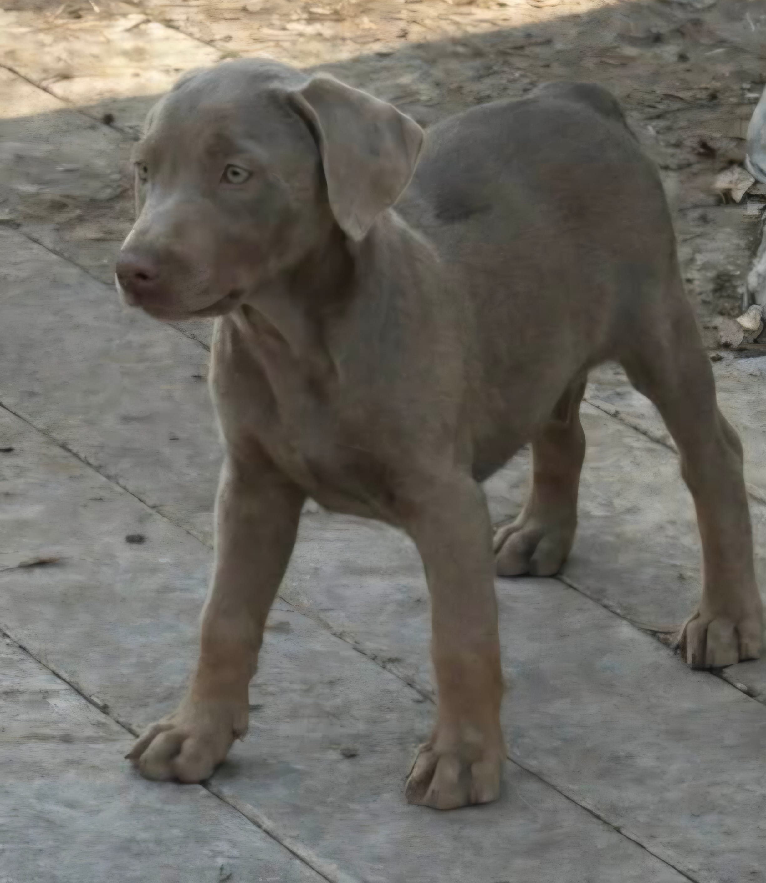 Puppy 2 – Doberman Pinscher puppy for sale in Red Level, AL
