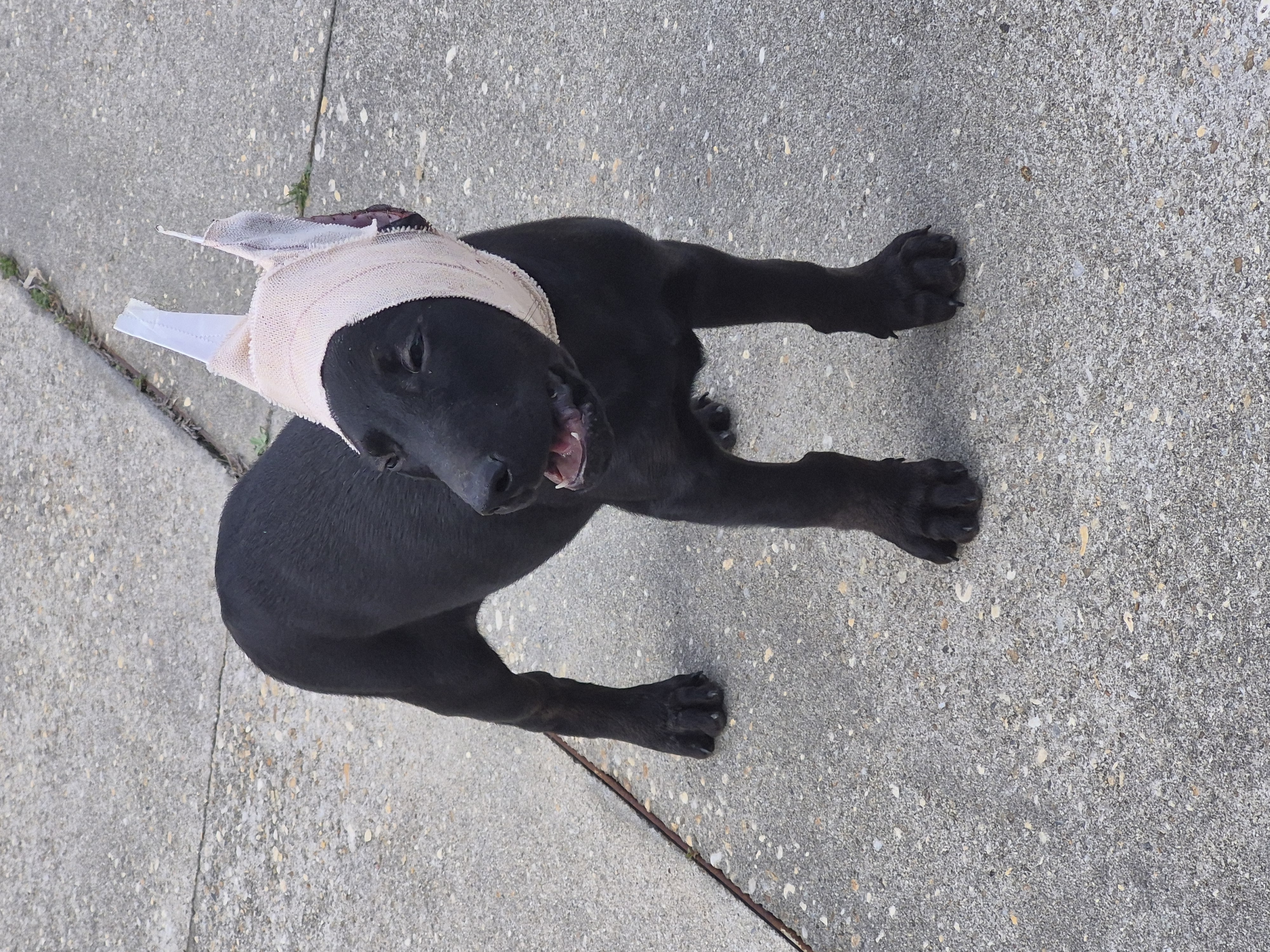 Puppy 4 – Doberman Pinscher puppy for sale in Red Level, AL