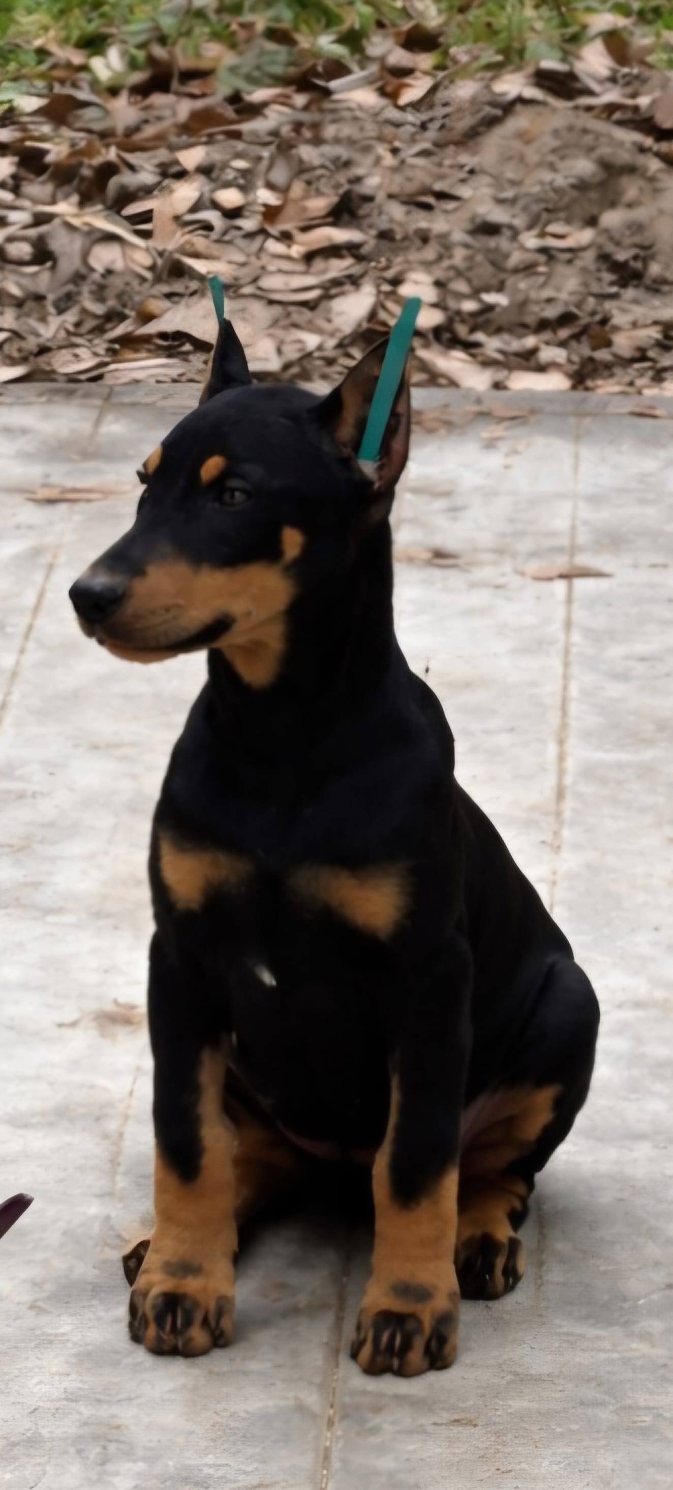Puppy 6 – Doberman Pinscher puppy for sale in Red Level, AL