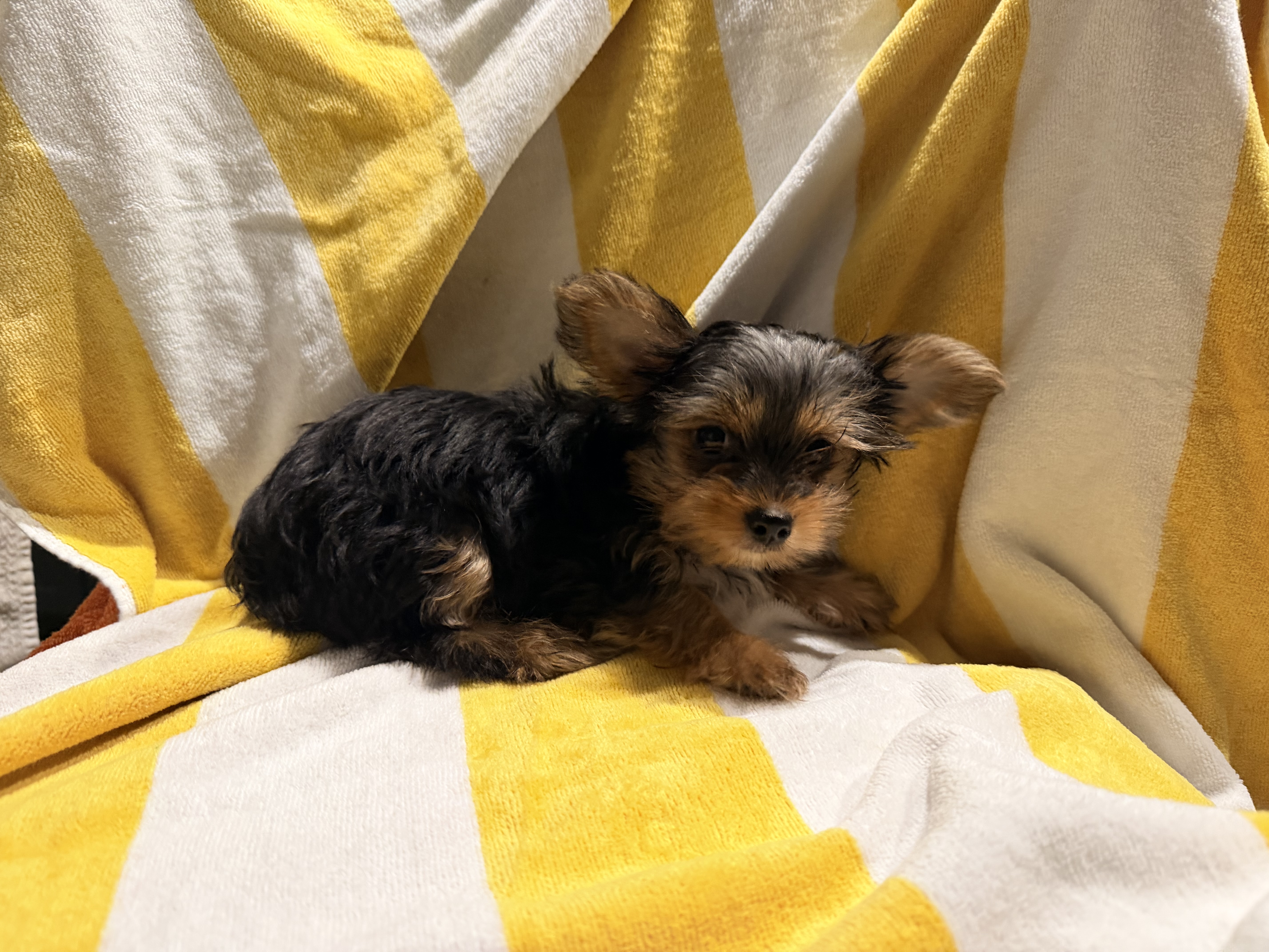 Mocha Latte – Yorkshire Terrier puppy for sale in Fort Pierce, FL