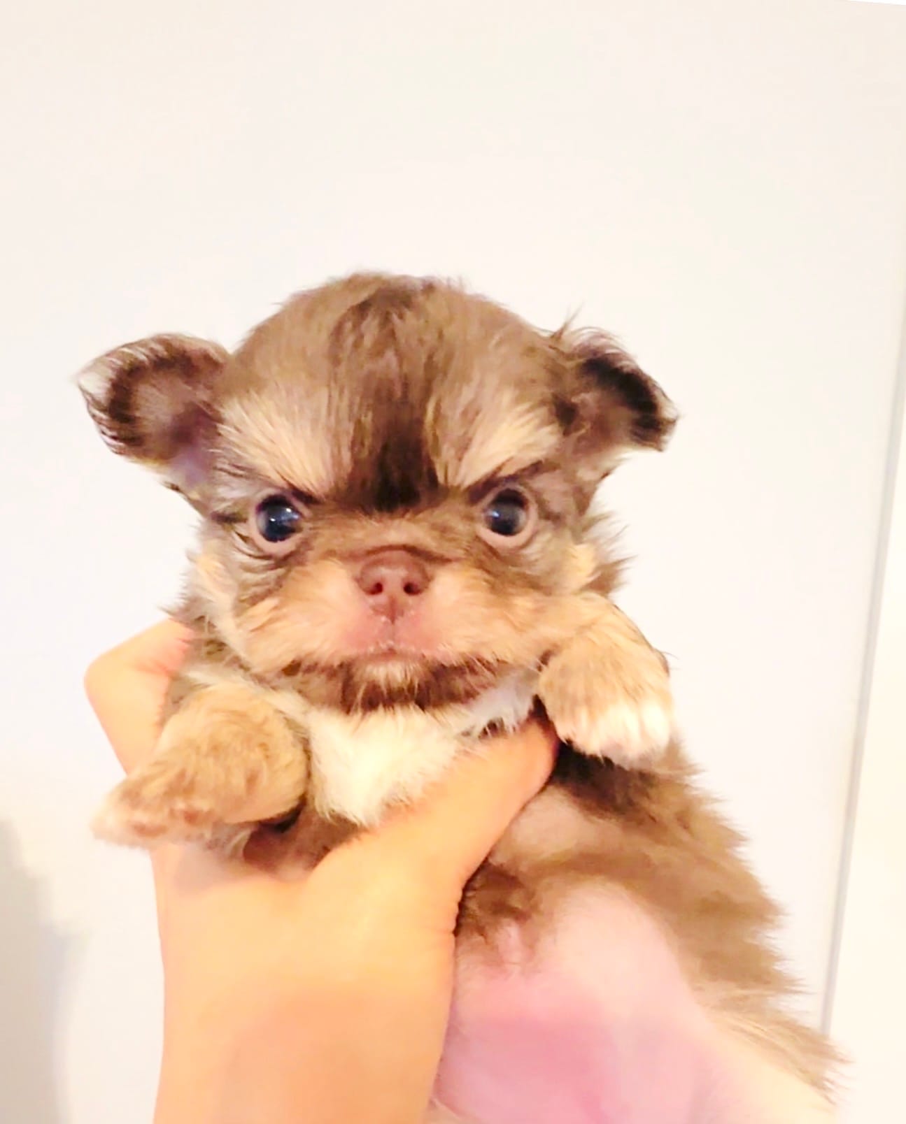 Lavender Rose – Chihuahua puppy on hold in Santa Rosa Beach, FL