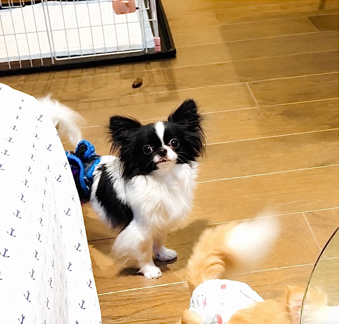Mini Panda(tiny) – Chihuahua puppy for sale in Santa Rosa Beach, FL
