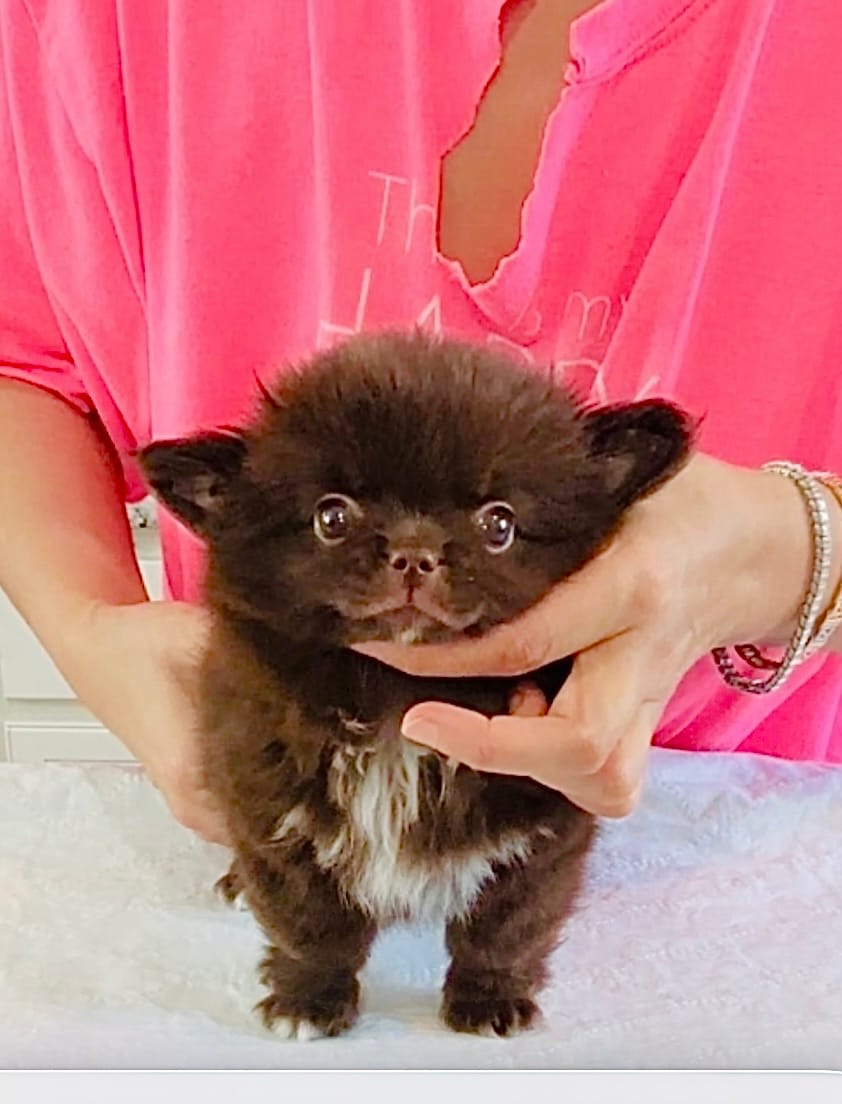 Ruby Chocolate – Chihuahua puppy on hold in Santa Rosa Beach, FL