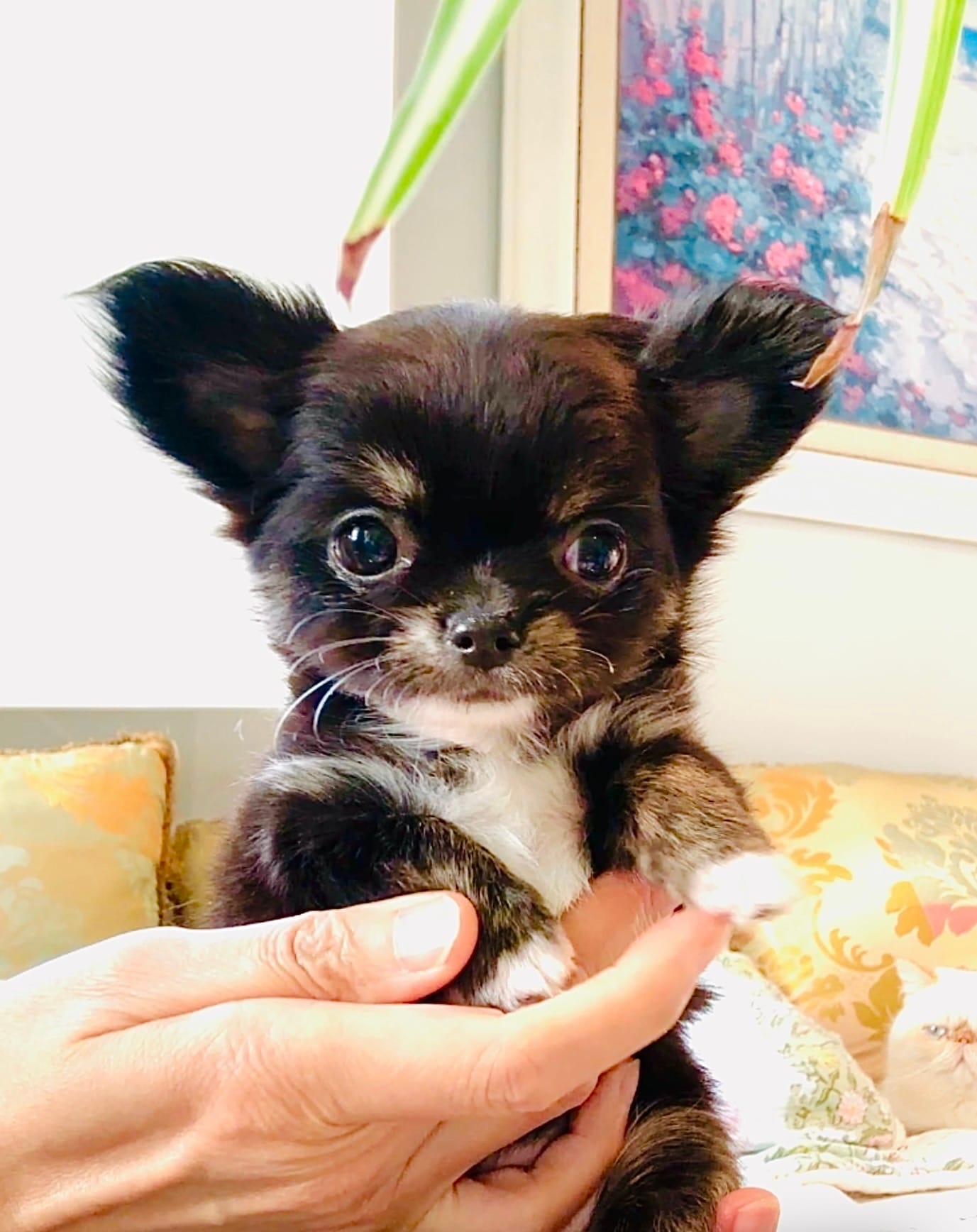 Cinderella ( brindle )  – Chihuahua puppy for sale in Santa Rosa Beach, FL