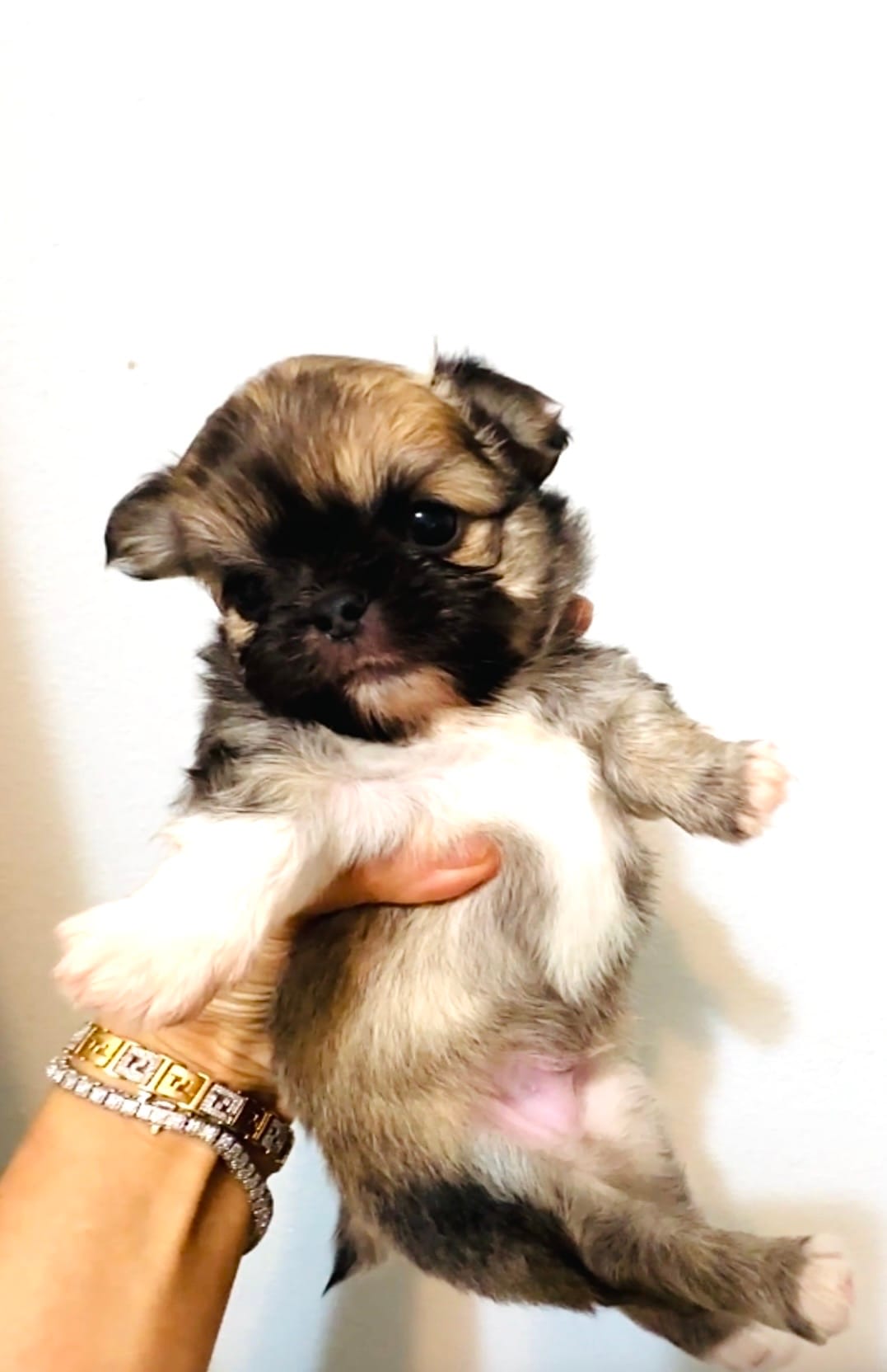 One In Million – Chihuahua puppy for sale in Santa Rosa Beach, FL