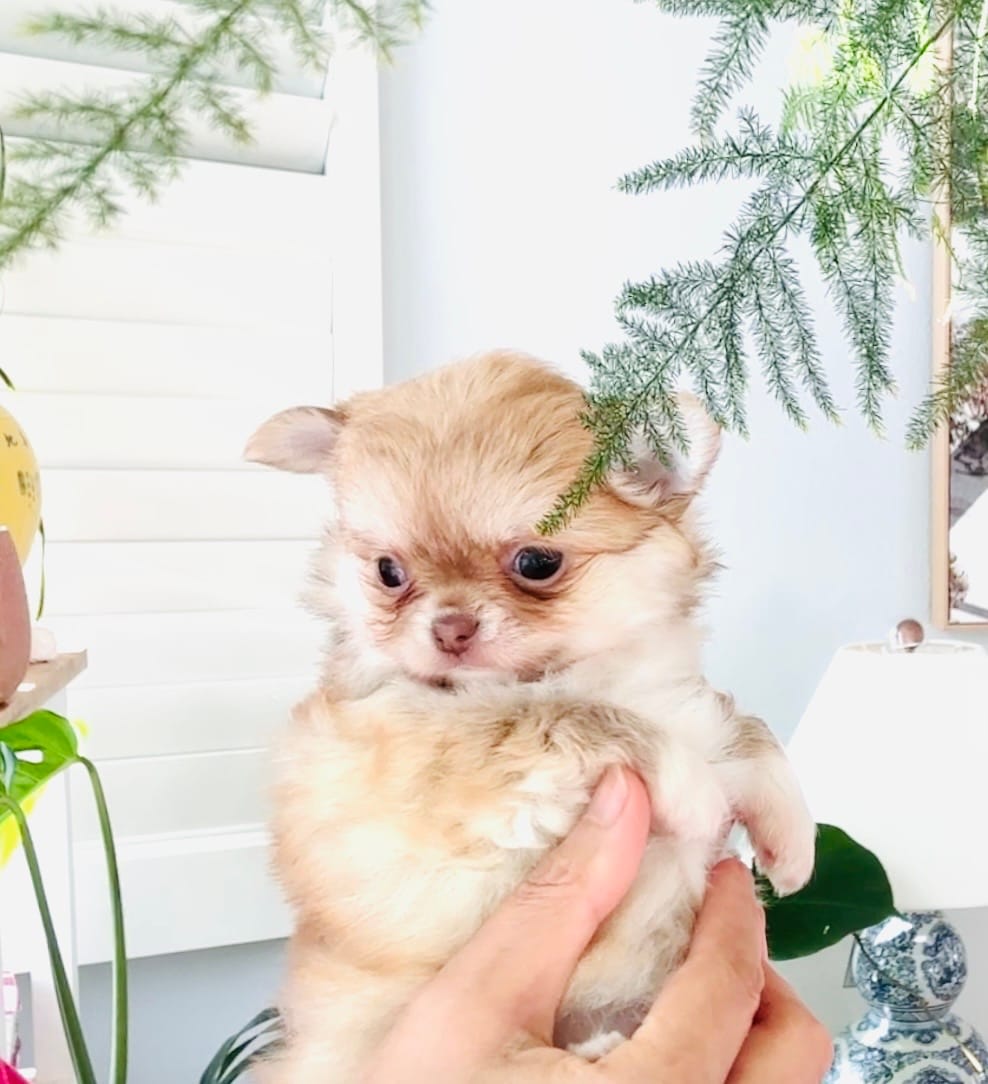 Mini Doll – Chihuahua puppy on hold in Santa Rosa Beach, FL