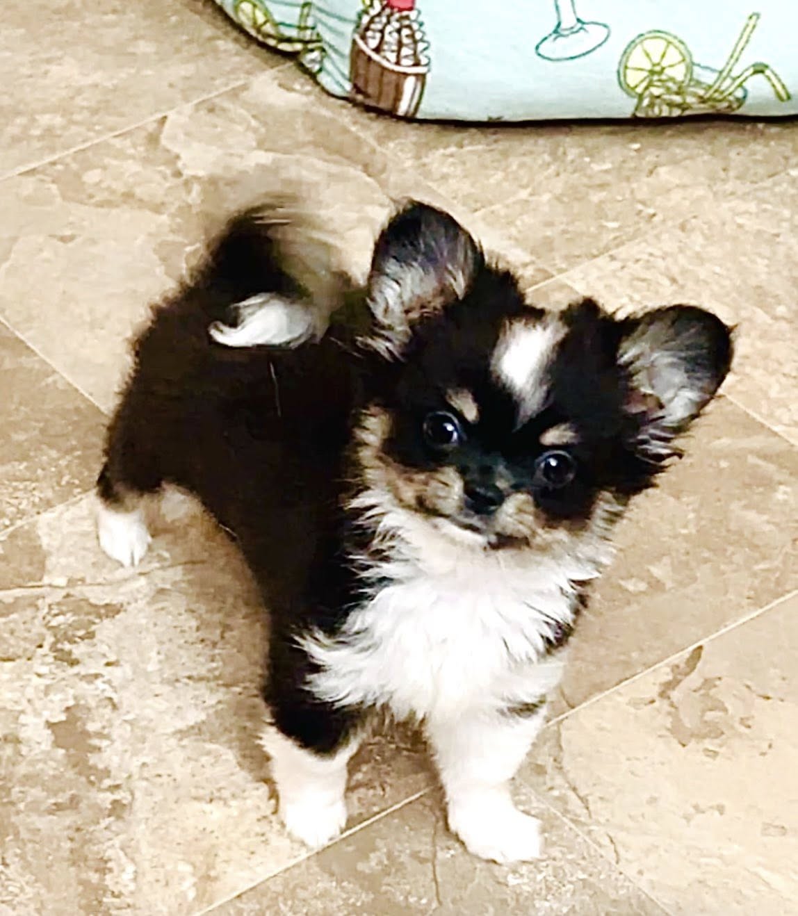 Princess ( show quality ) – Chihuahua puppy for sale in Santa Rosa Beach, FL