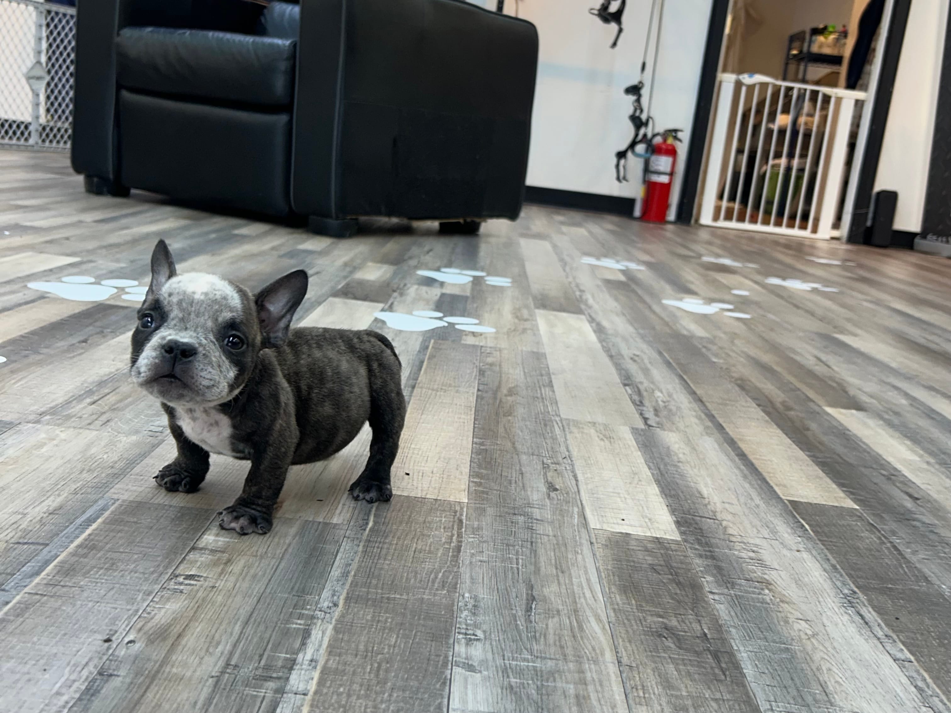 Sweet thang  – American Bully puppy for sale in Richmond, TX