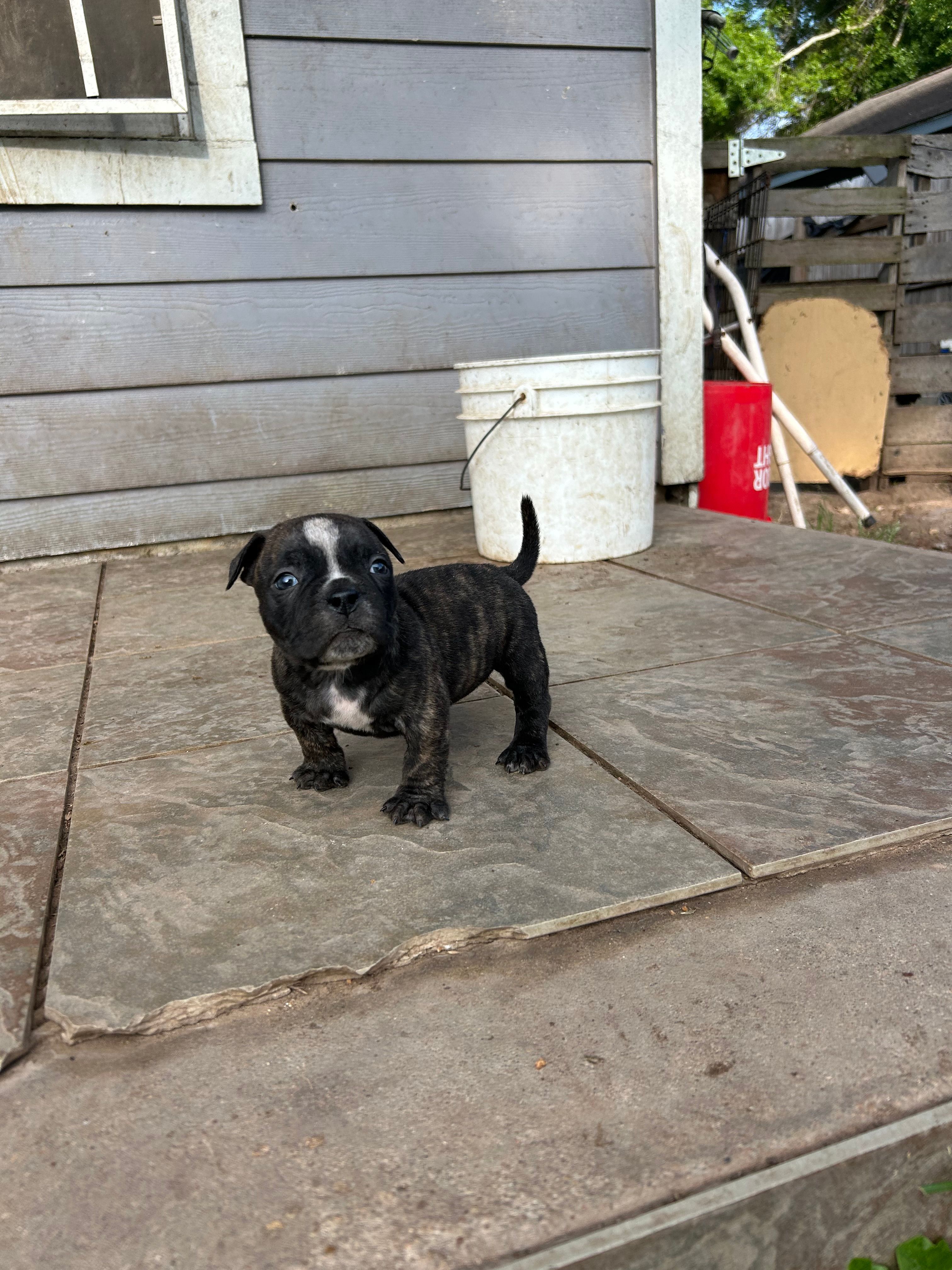 Koda – American Bully puppy for sale in Richmond, TX