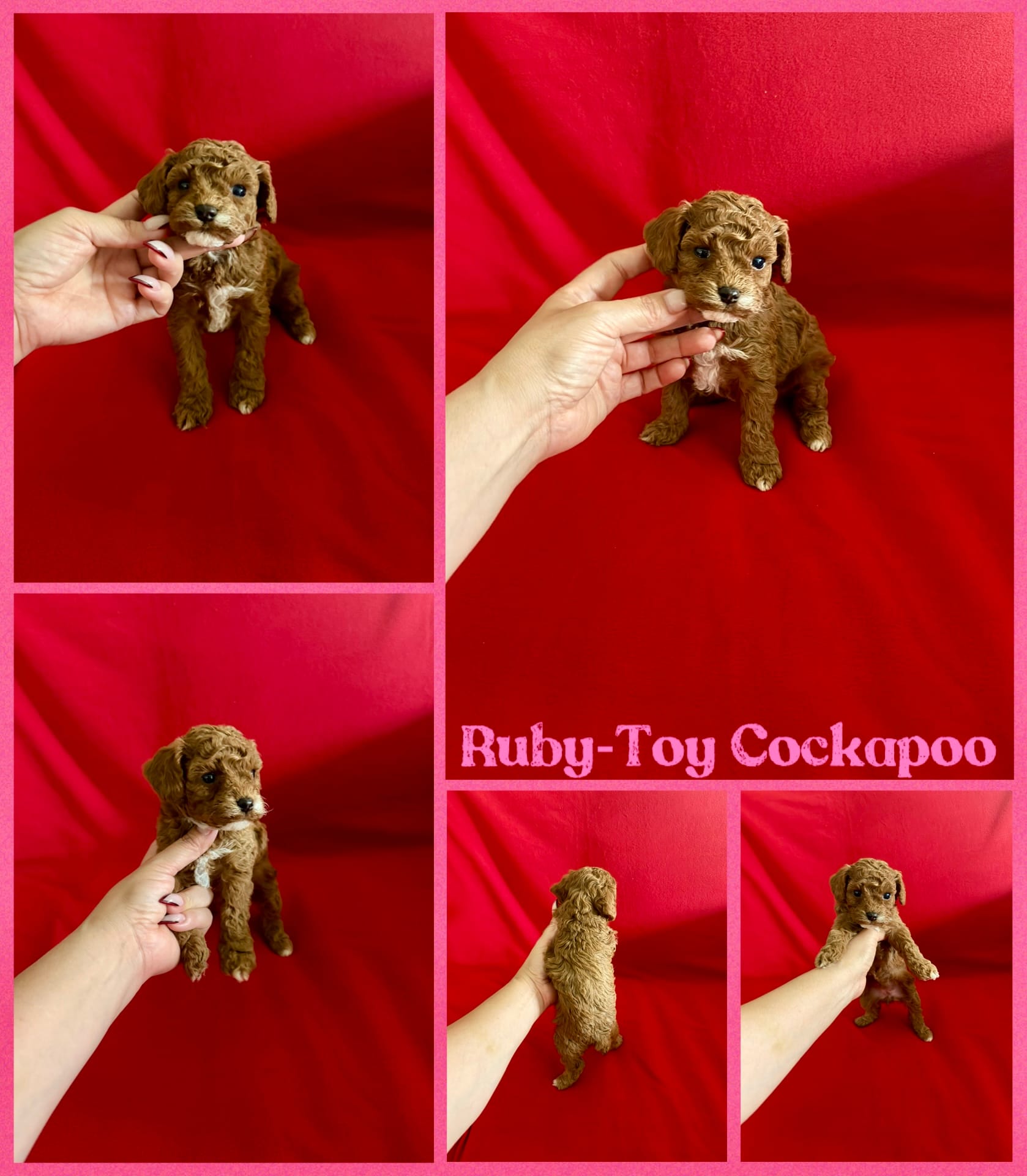 Ruby  – Cockapoo, Poodle - Toy  puppy for sale in Jacksonville, NC
