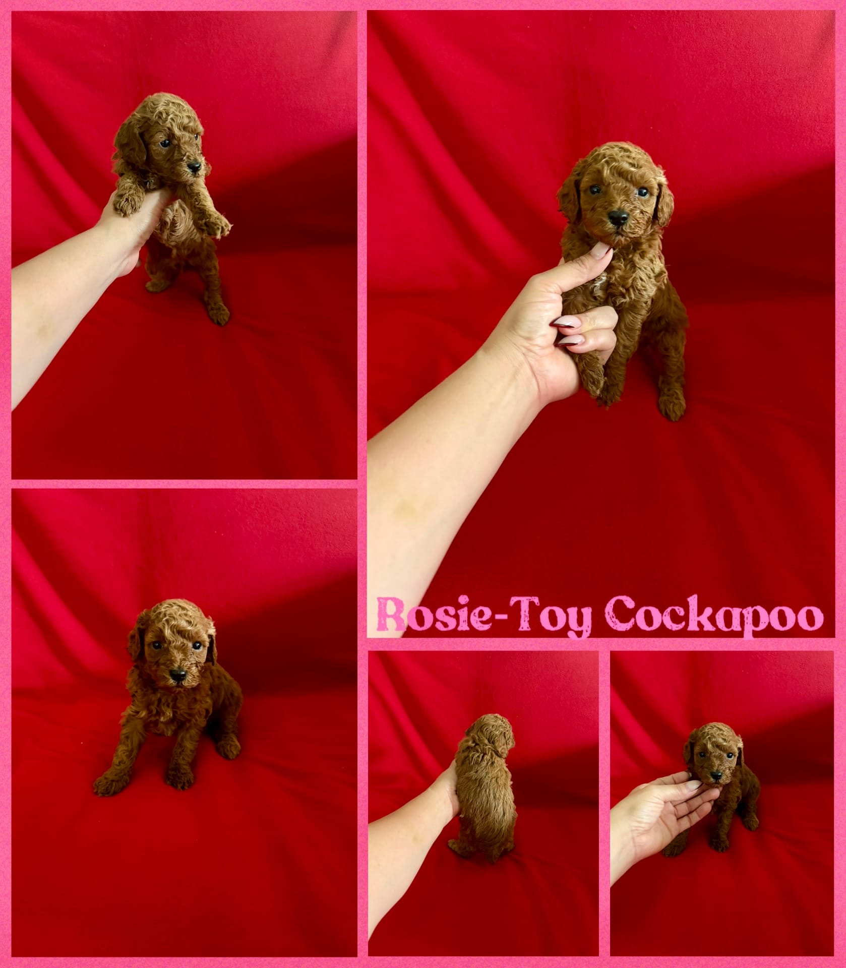 Rosie  – Cockapoo, Poodle - Toy  puppy for sale in Jacksonville, NC