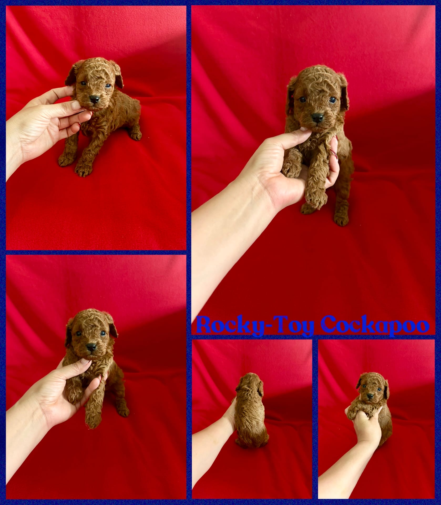 Rocky  – Cockapoo, Poodle - Toy  puppy for sale in Jacksonville, NC