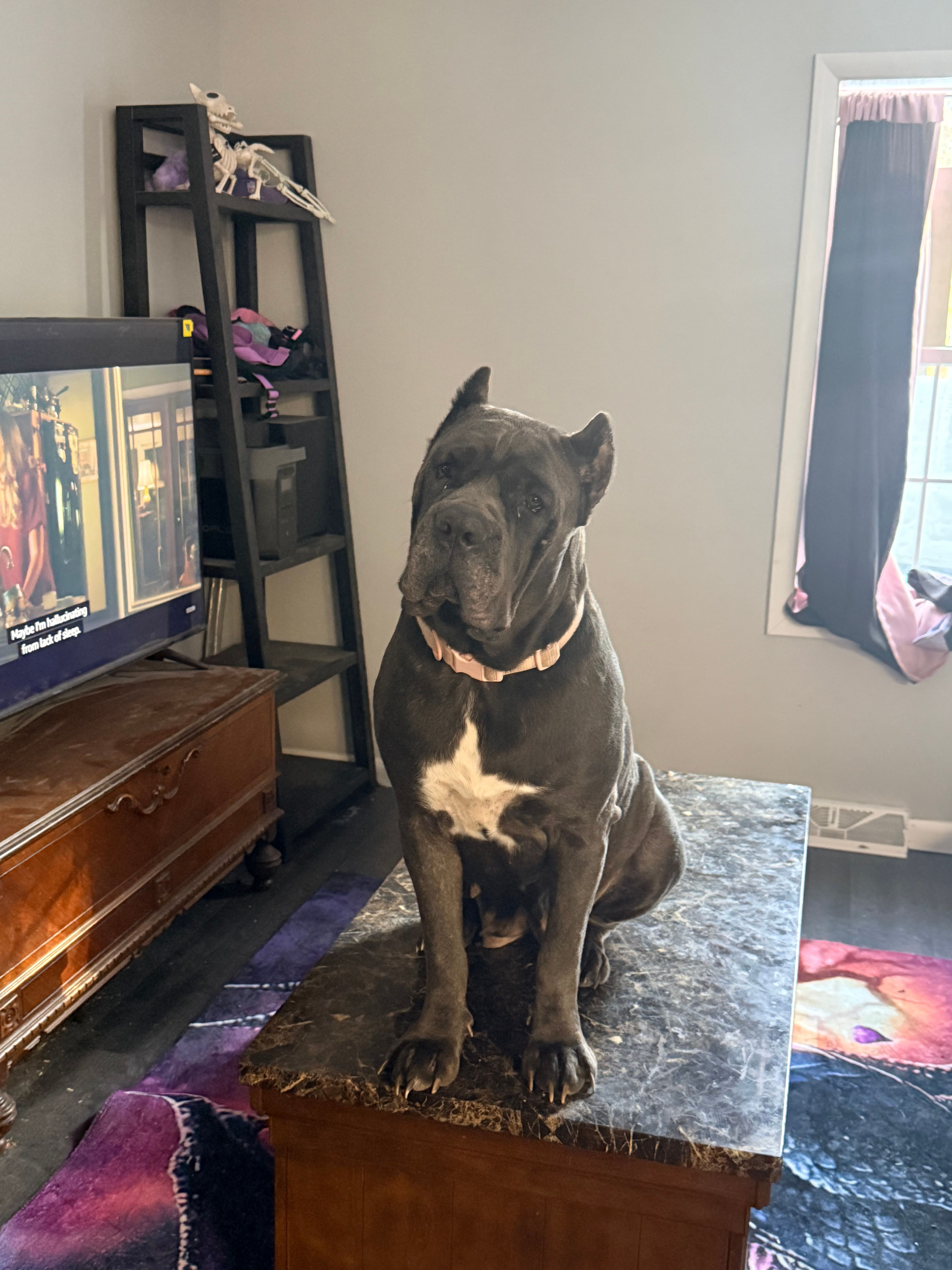 Hazel – Cane Corso puppy for sale in Gloversville, NY