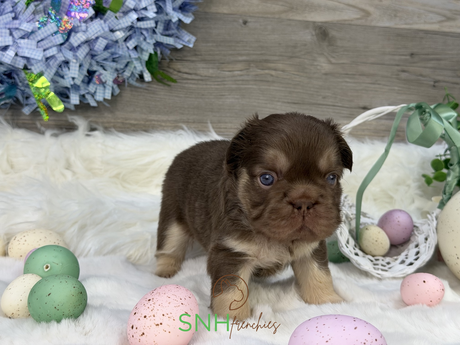 Emily – French Bulldog puppy for sale in Anthony, NM