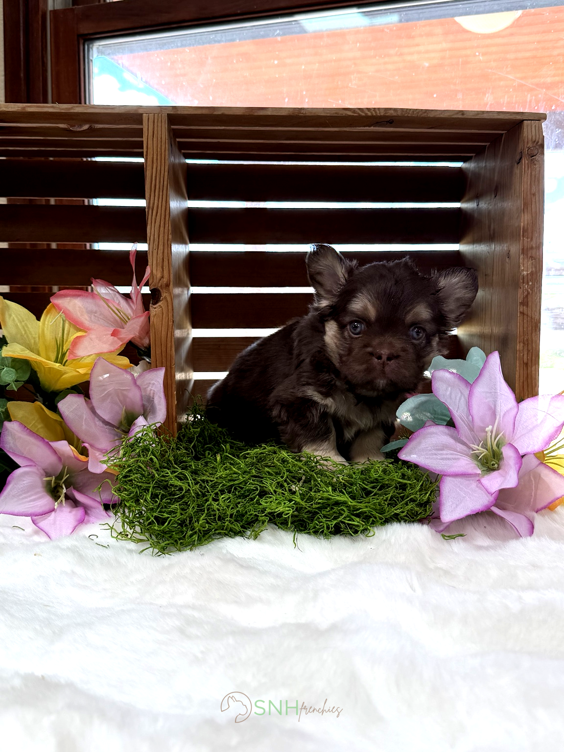 Anne – French Bulldog puppy for sale in Anthony, NM
