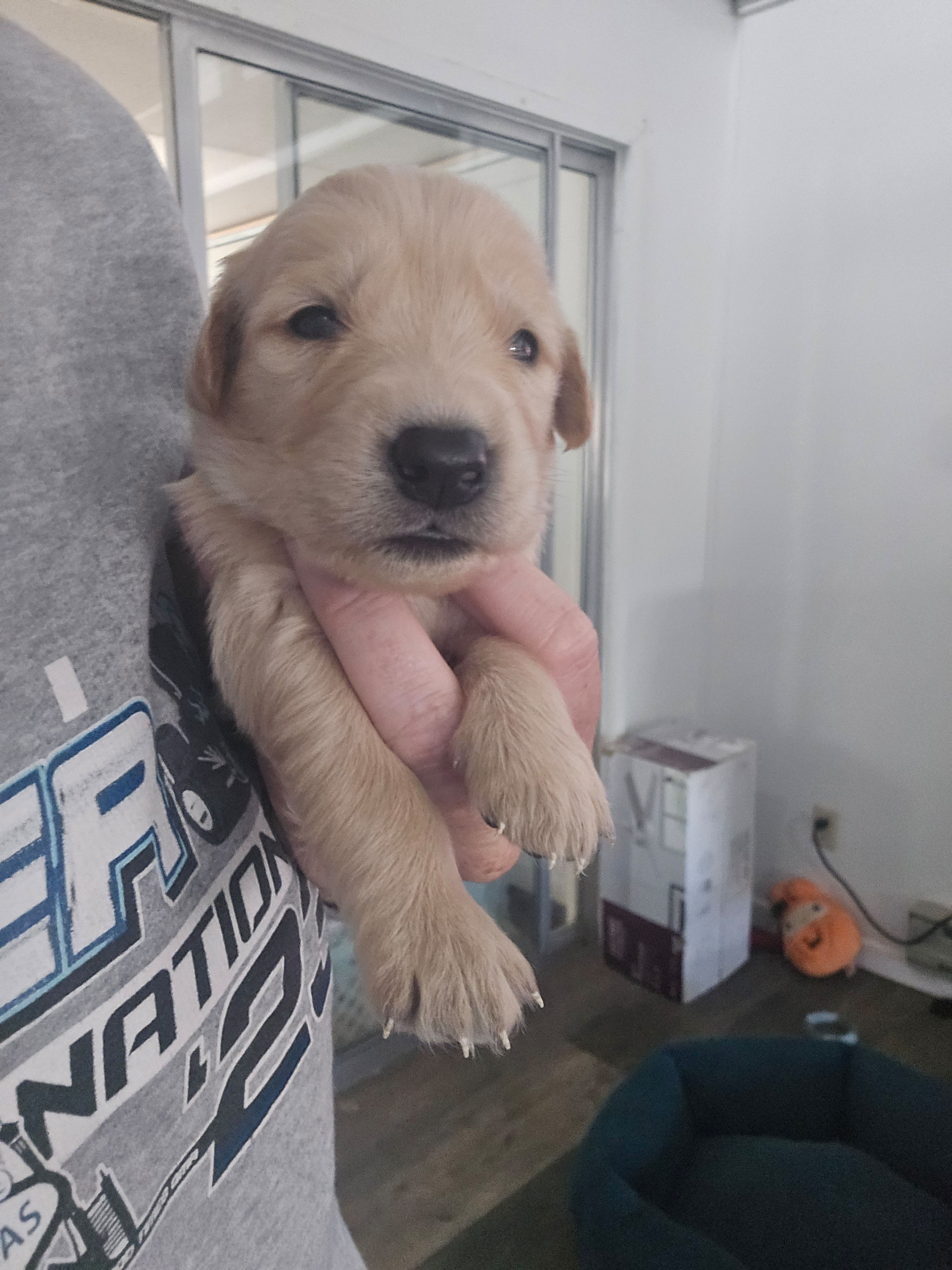 Male – Golden Retriever puppy for sale in Canon City, CO