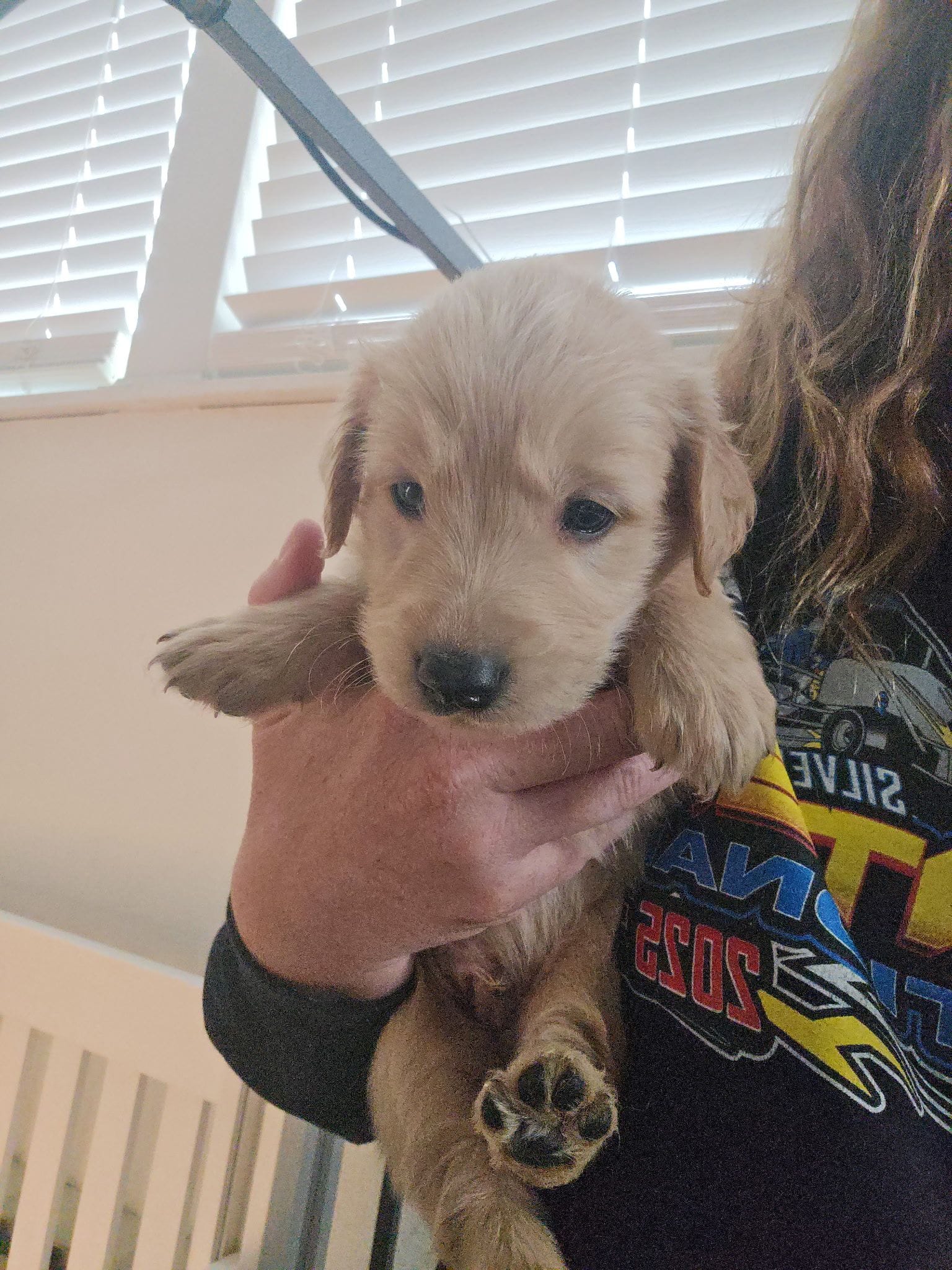 Male – Golden Retriever puppy for sale in Canon City, CO