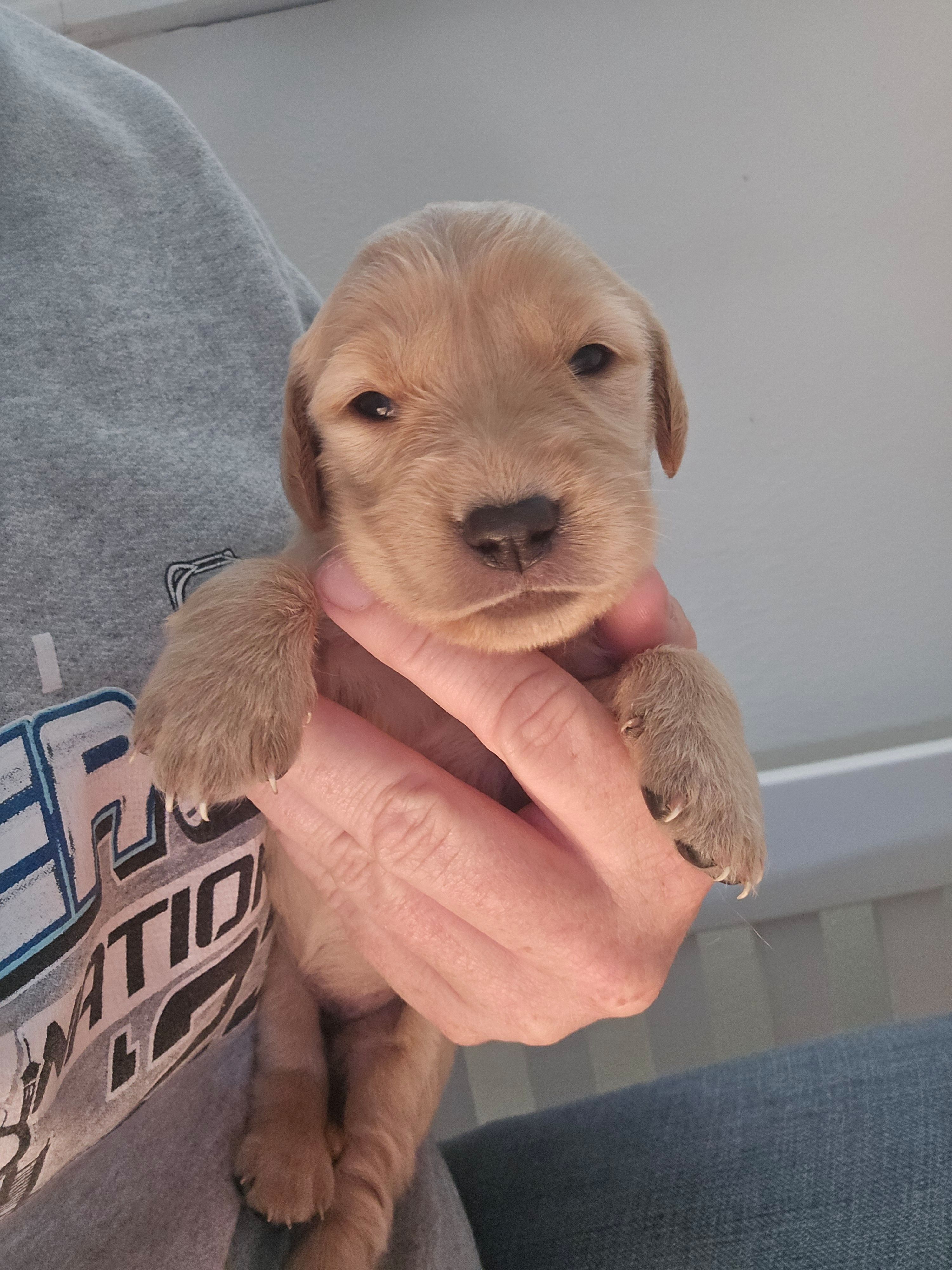 Female – Golden Retriever puppy for sale in Canon City, CO