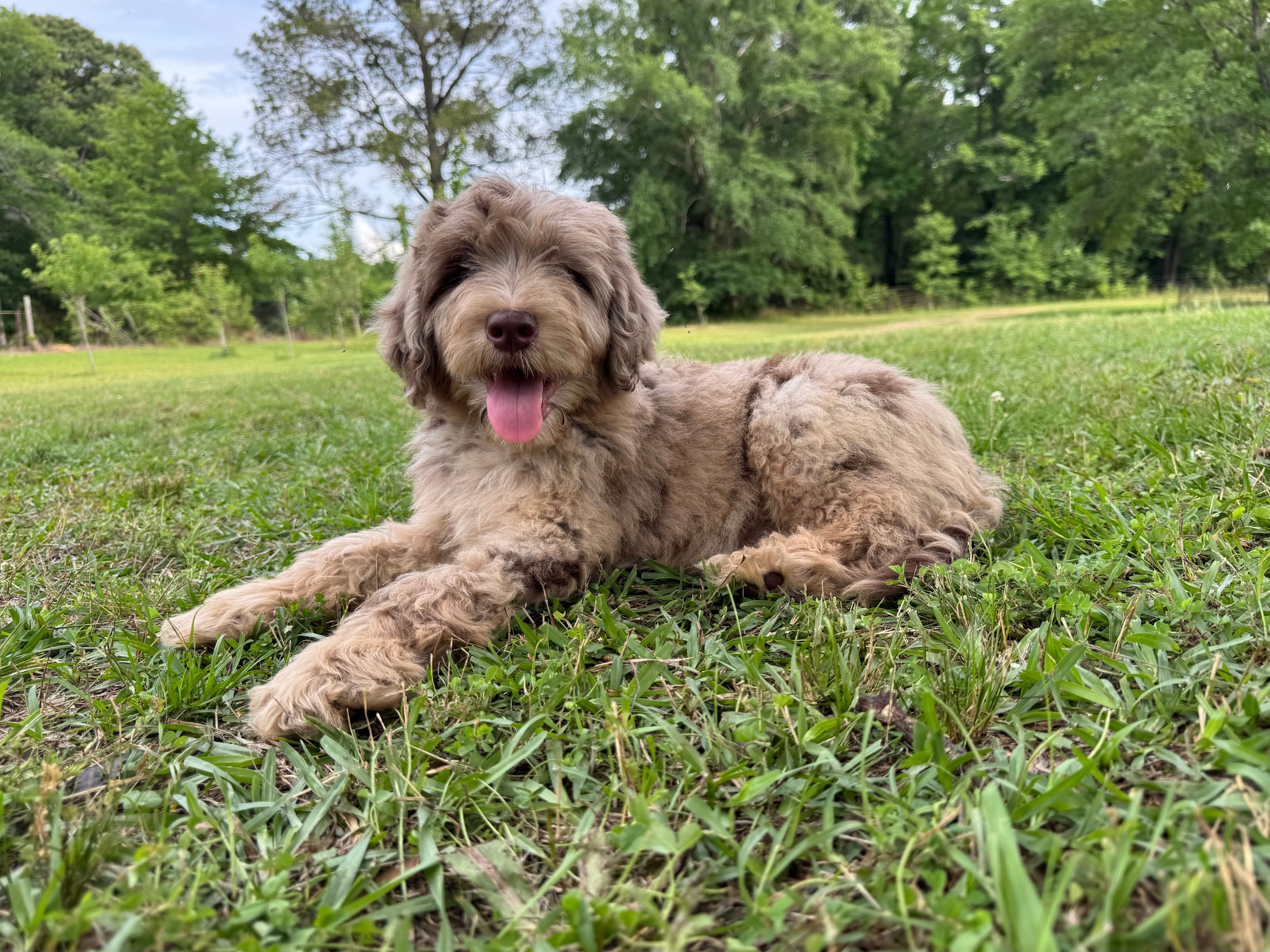 Mable  – Labradoodle puppy for sale in Jemison, AL