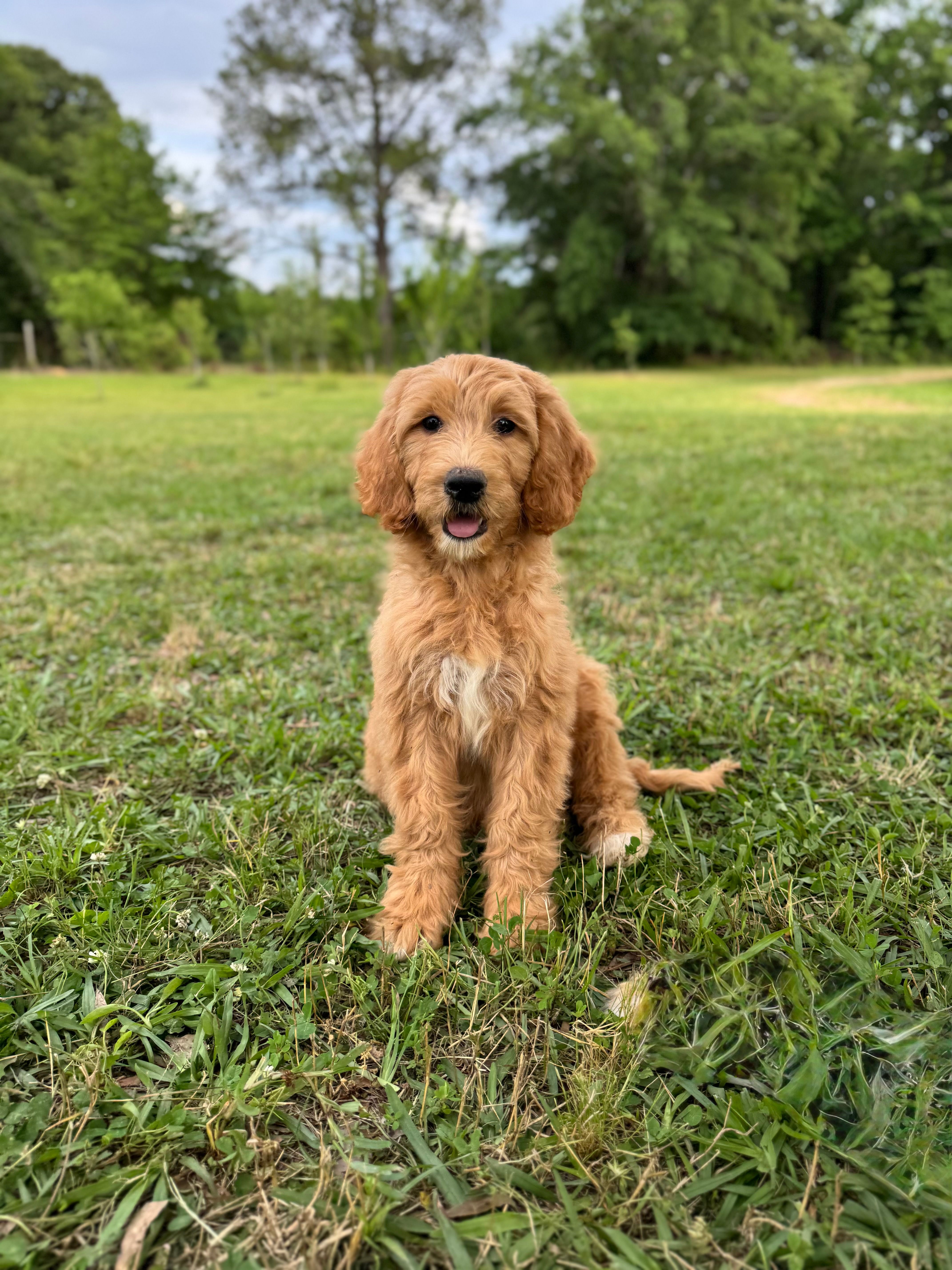 Honey  – Labradoodle, Poodle - Standard  puppy for sale in Jemison, AL