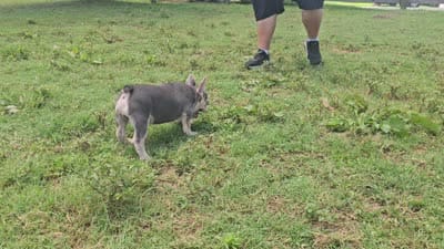 Jackson, a male French Bulldog for sale in Elkton, KY – 2 of 8