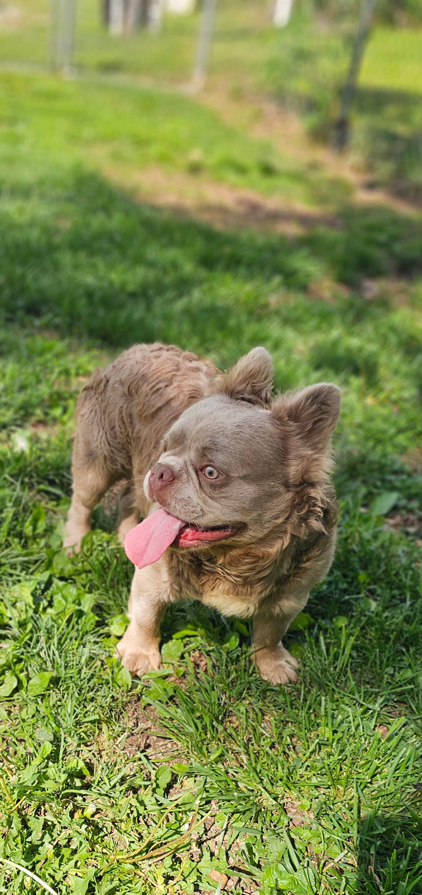 Tyler – French Bulldog puppy for sale in Elkton, KY