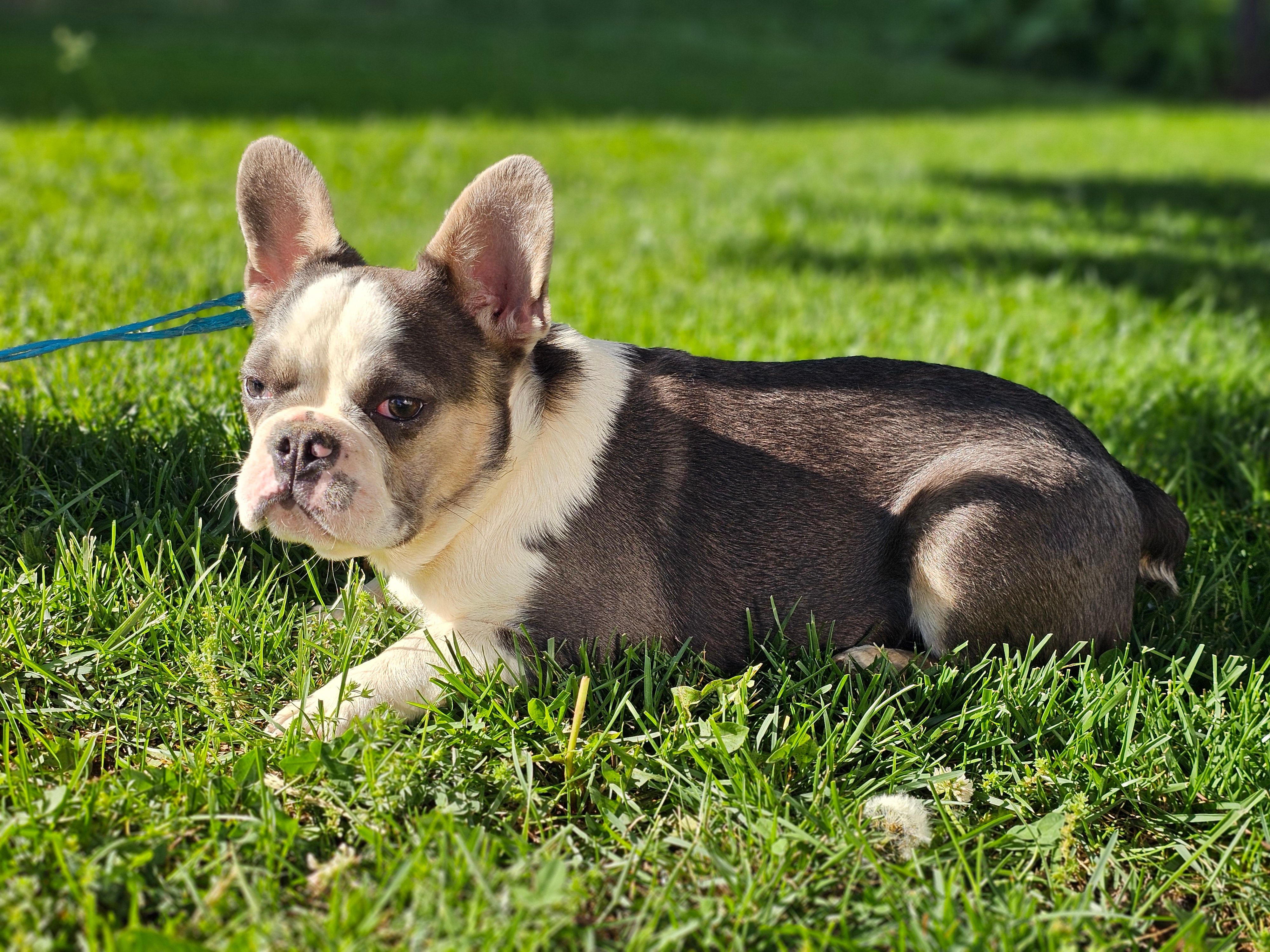 Charmer – French Bulldog puppy for sale in Elkton, KY