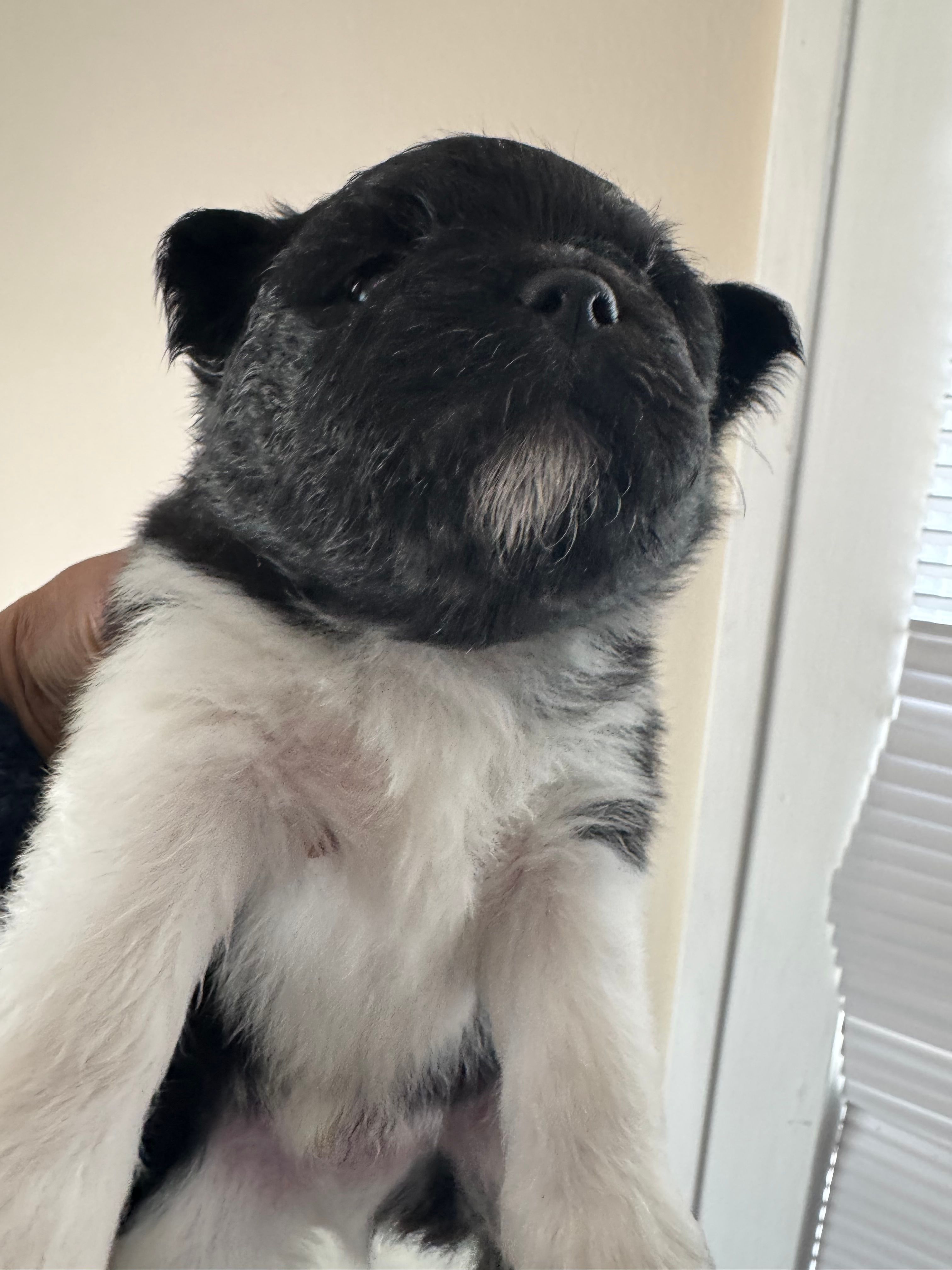 Lil Dipper – Pomeranian puppy for sale in Lakewood, OH