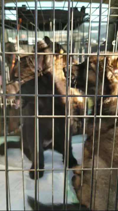 Black, a male German Shepherd Dog for sale in Dearborn, MI – 2 of 6