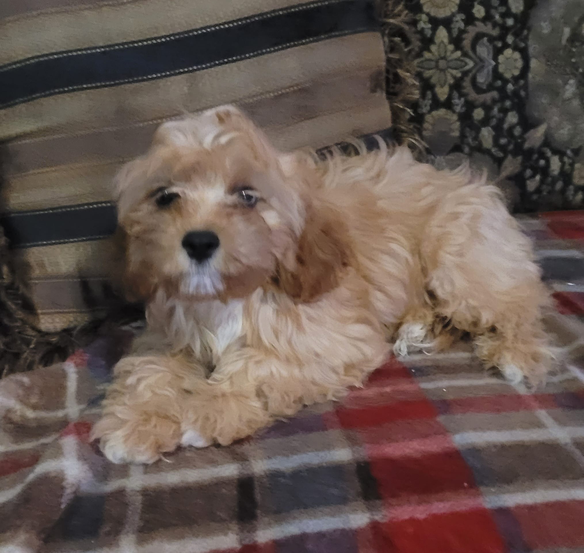 Chantilly – Cavapoo puppy for sale in Chiefland, FL