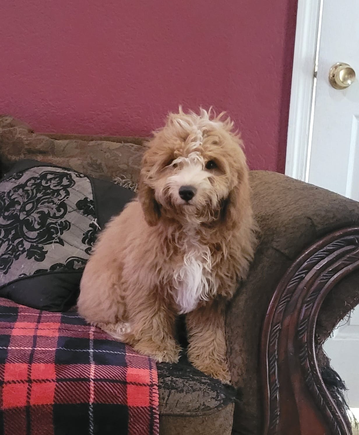 Cyrus – Cavapoo puppy for sale in Chiefland, FL