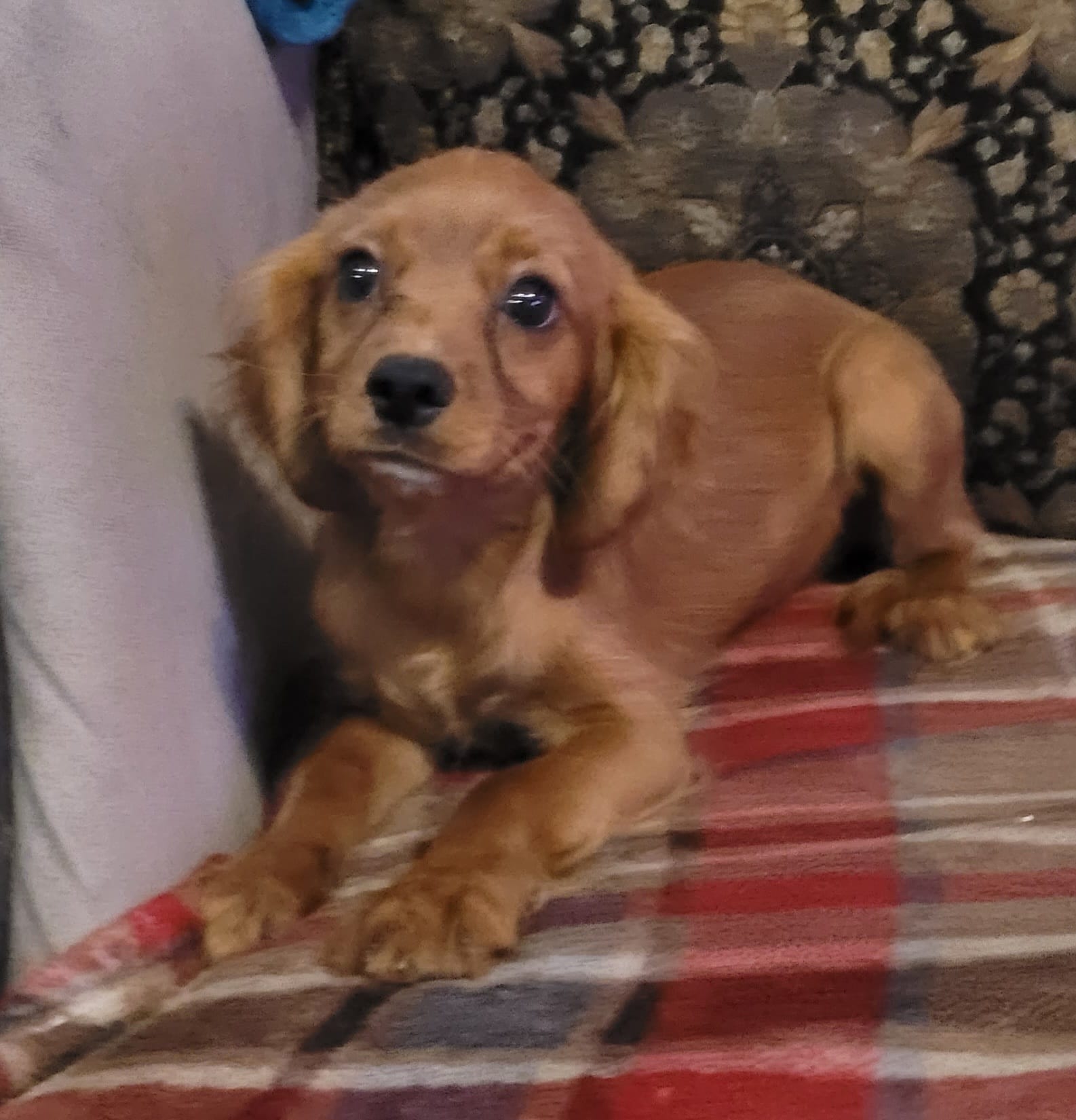 Tambour – Cavapoo puppy for sale in Chiefland, FL