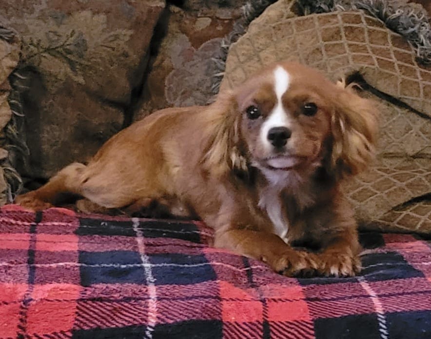 Emmi – Cavalier King Charles Spaniel puppy for sale in Chiefland, FL