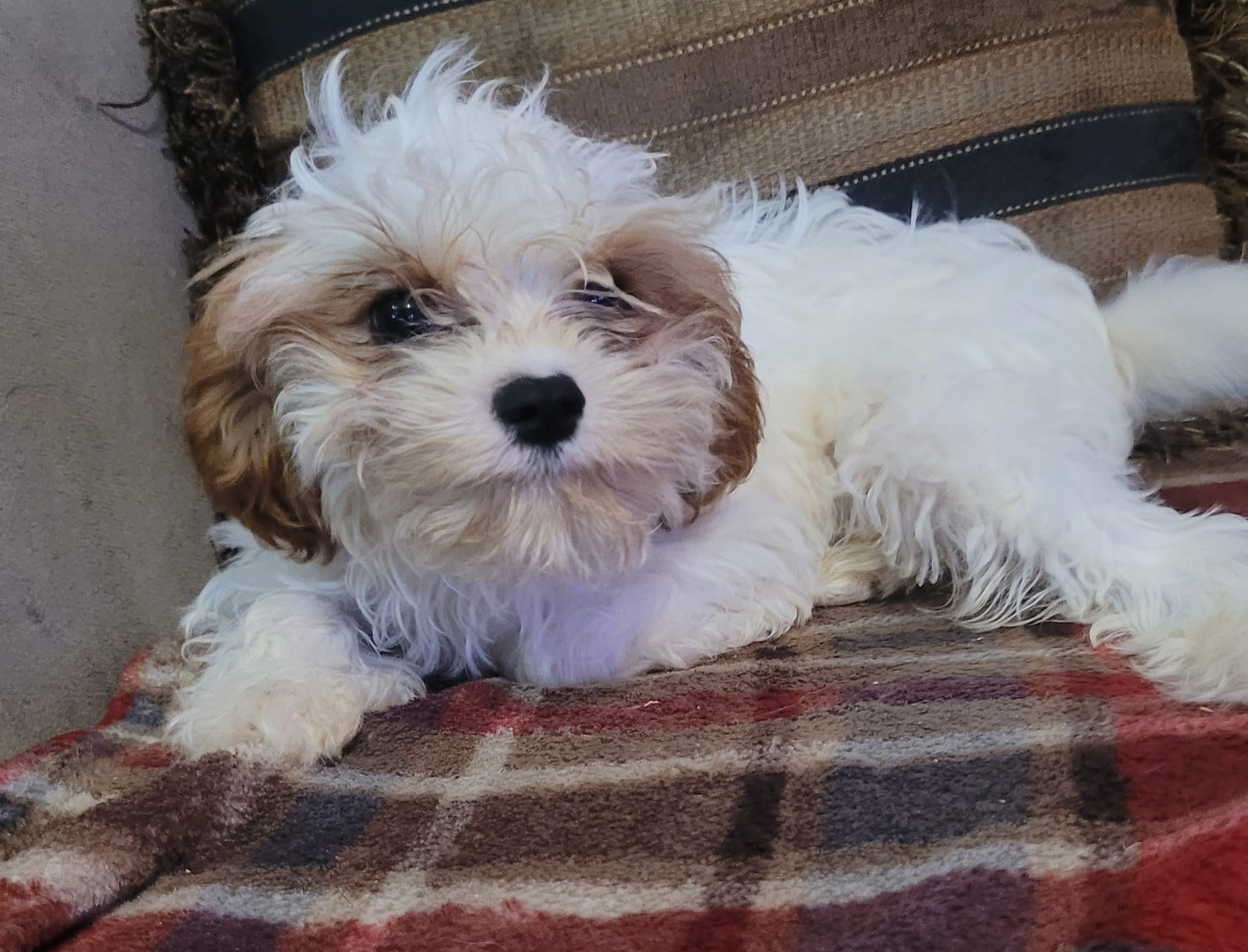 Corduroy  – Cavapoo puppy for sale in Chiefland, FL