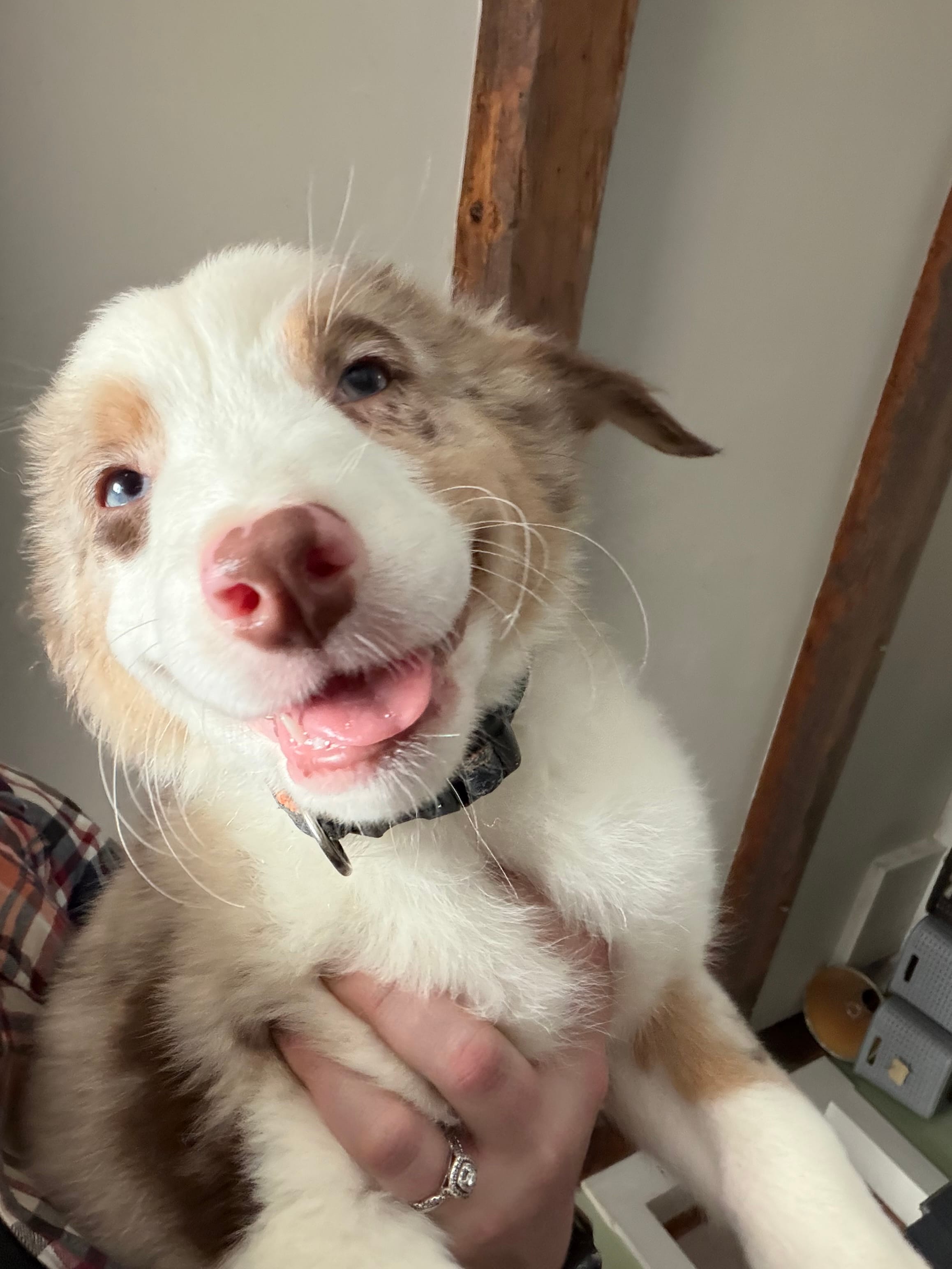 Yellow  – Australian Shepherd puppy for sale in Greenwood, ME
