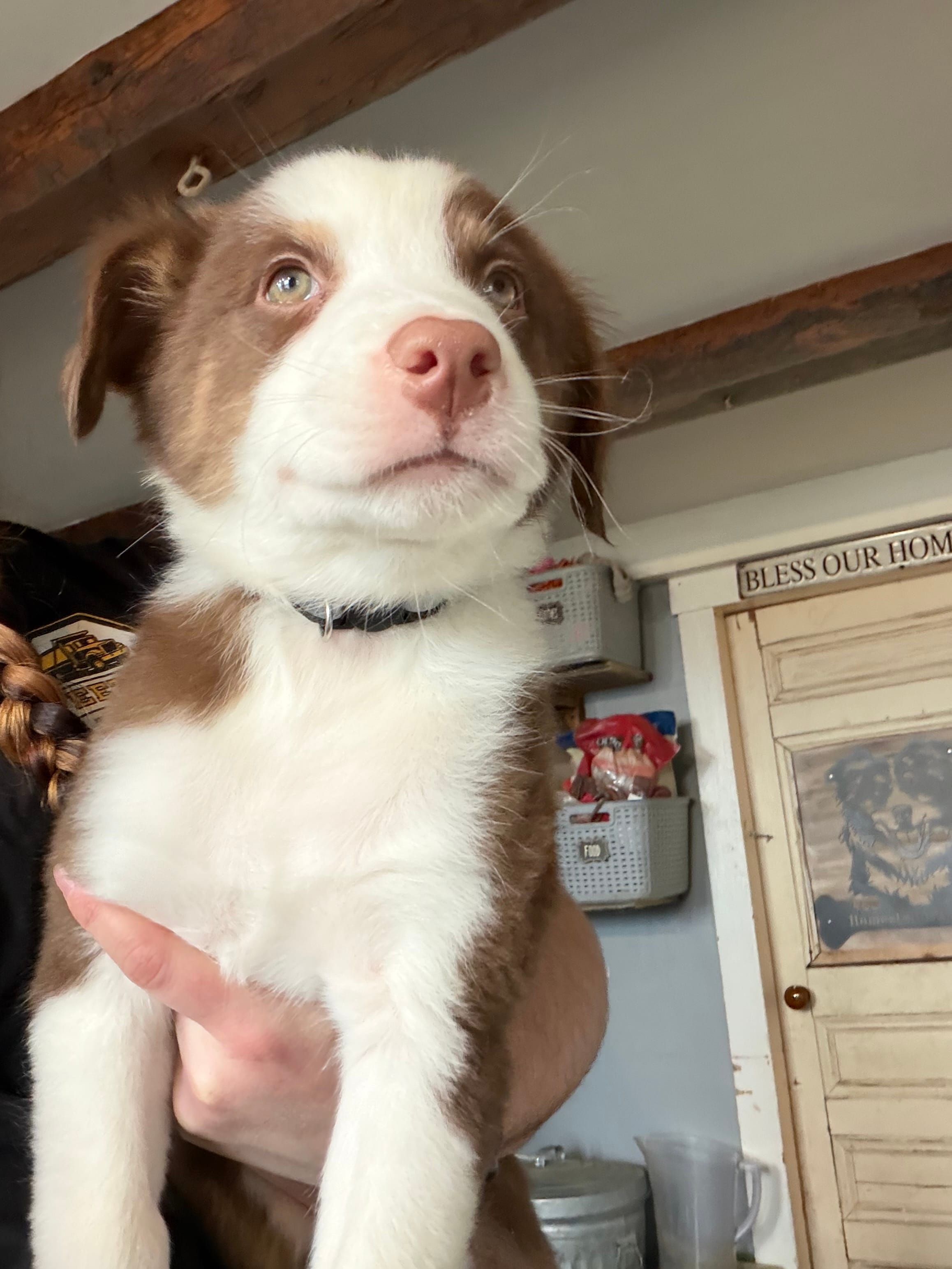 Black  – Australian Shepherd puppy for sale in Greenwood, ME