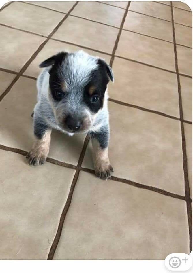 Hazel – Australian Cattle Dog puppy for sale in Houston, TX