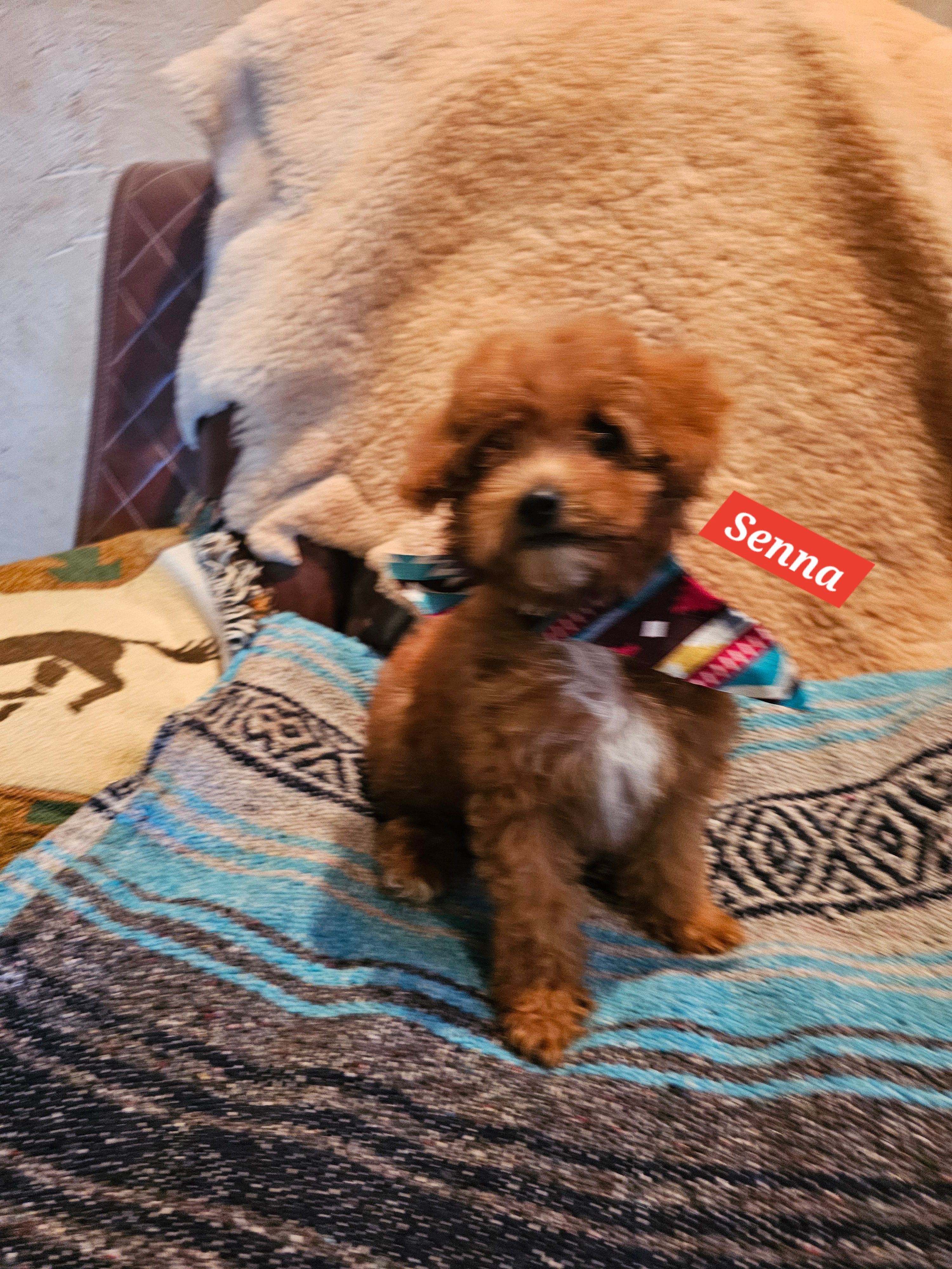 Senna – Poodle - Miniature , Cavachon puppy for sale in Chino Valley, AZ