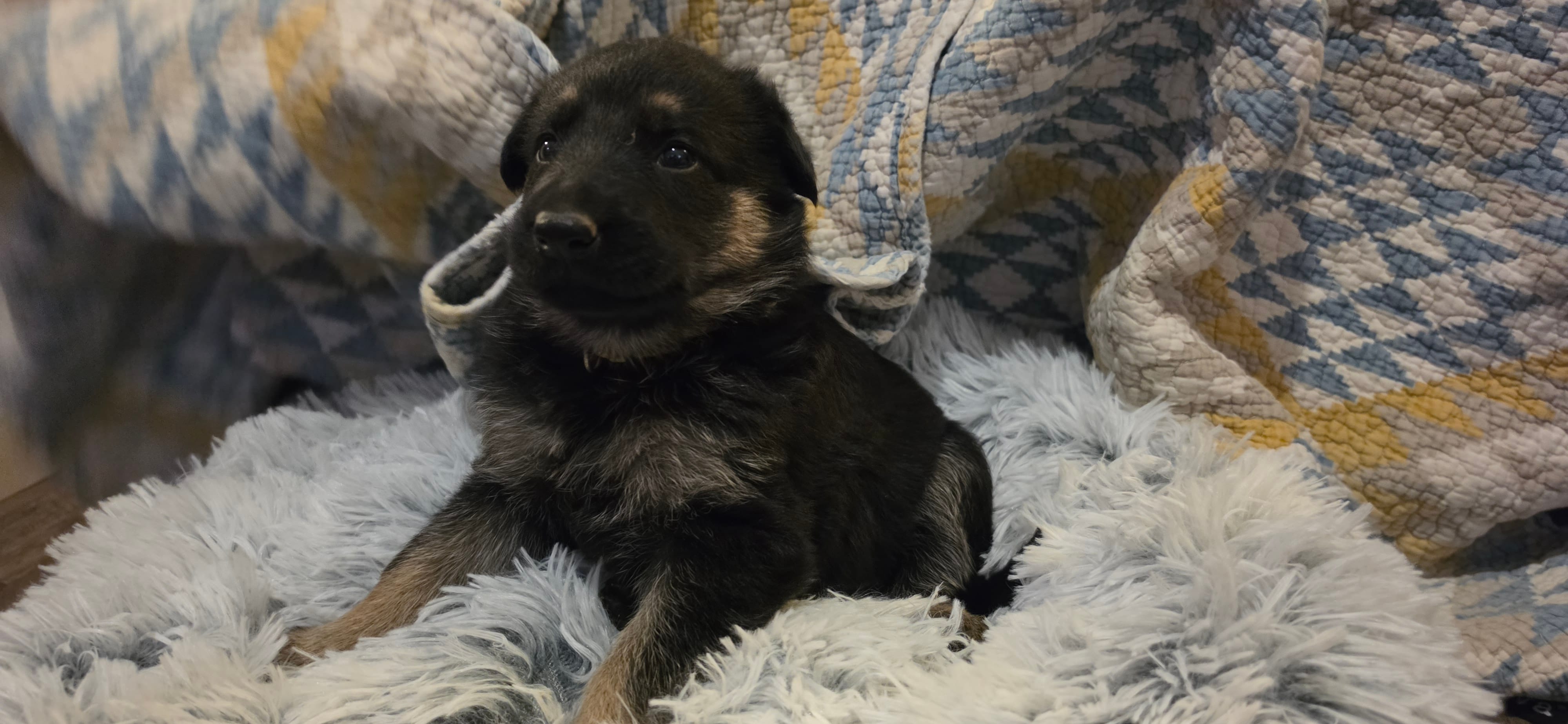 Nova – German Shepherd Dog puppy for sale in Amherst, VA