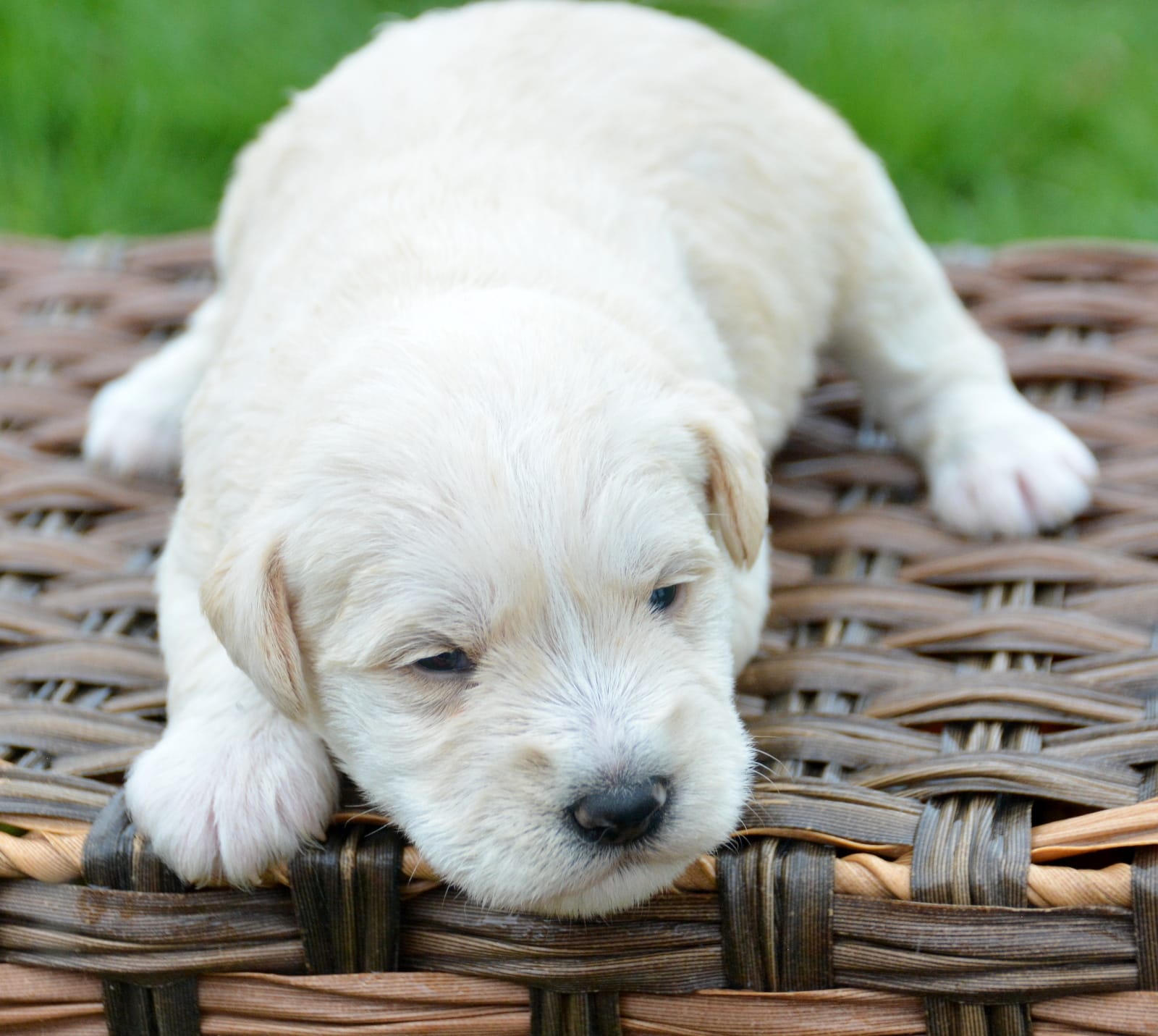 Mollie Mini Schn – Miniature Schnauzer puppy for sale in Kendallville, IN